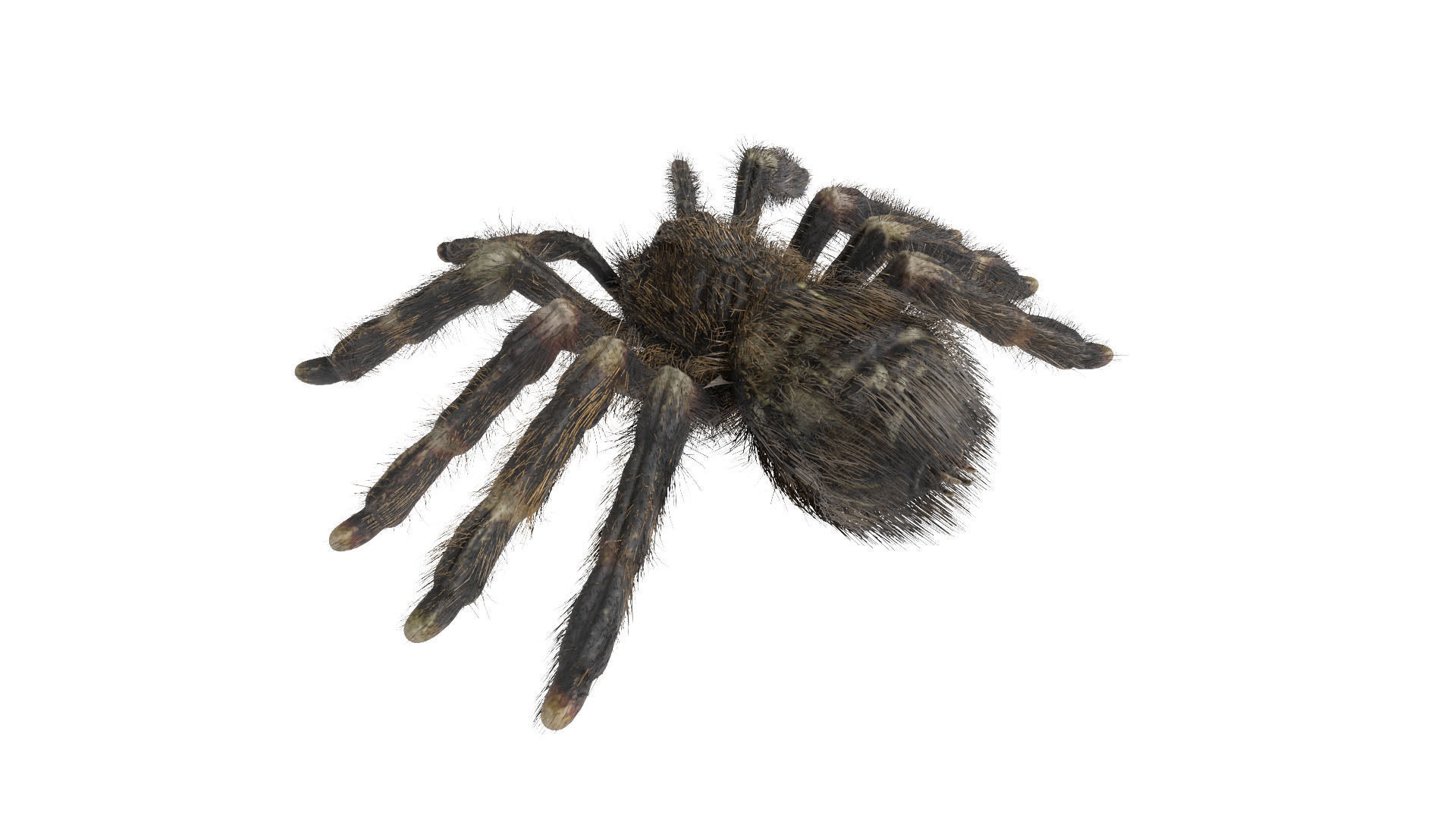 Psalmopoeus Cambridgei 3D model_3