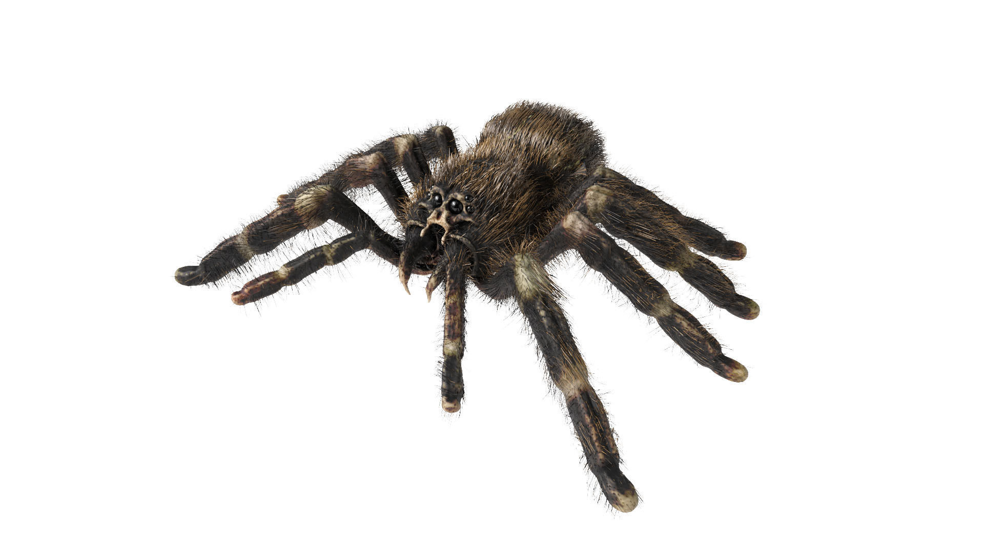 Psalmopoeus Cambridgei 3D model_1