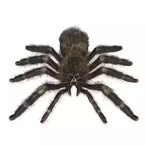 Psalmopoeus Cambridgei 3D model