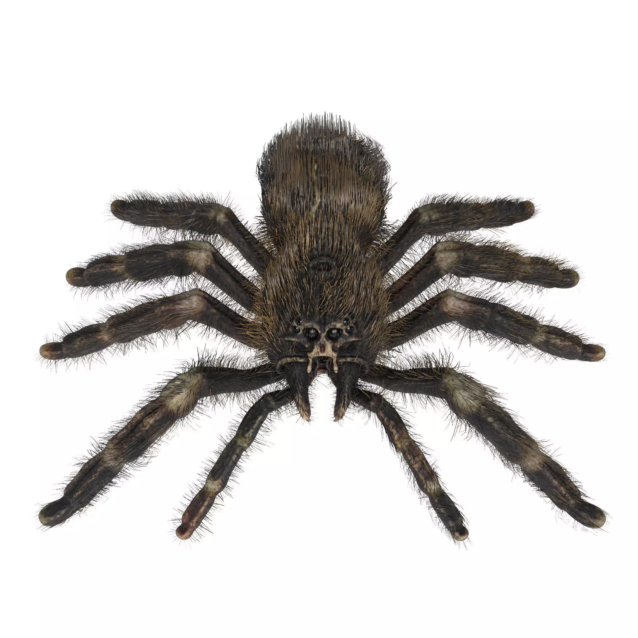 Psalmopoeus Cambridgei 3D model_0