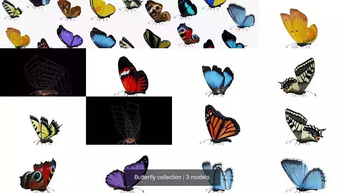 Butterfly collection 