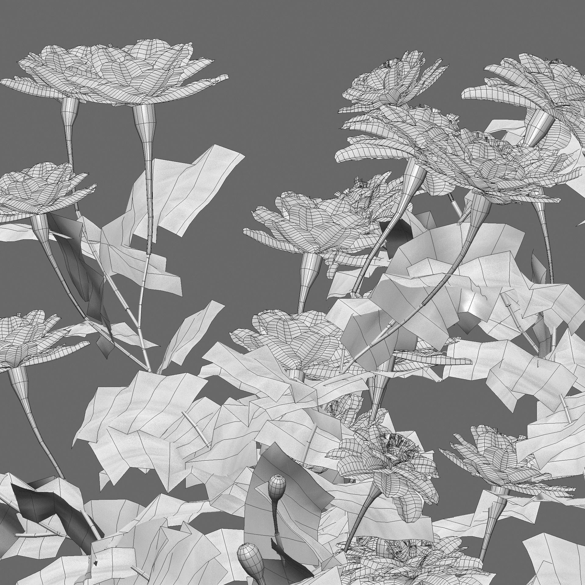 Tagetes - Marigold 3D model_3