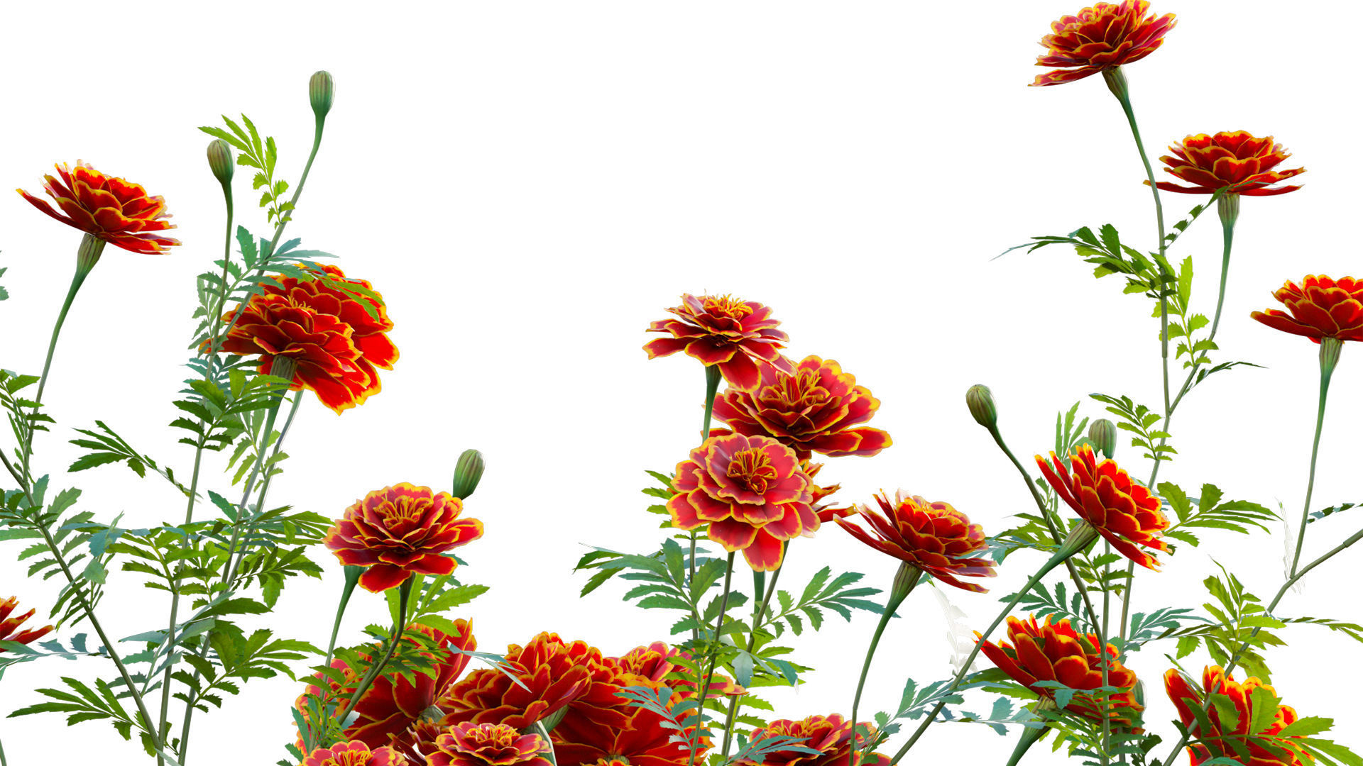 Tagetes - Marigold 3D model_7