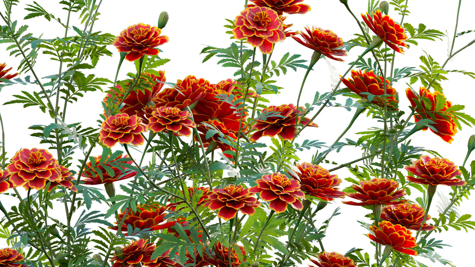 Tagetes - Marigold 3D model_8