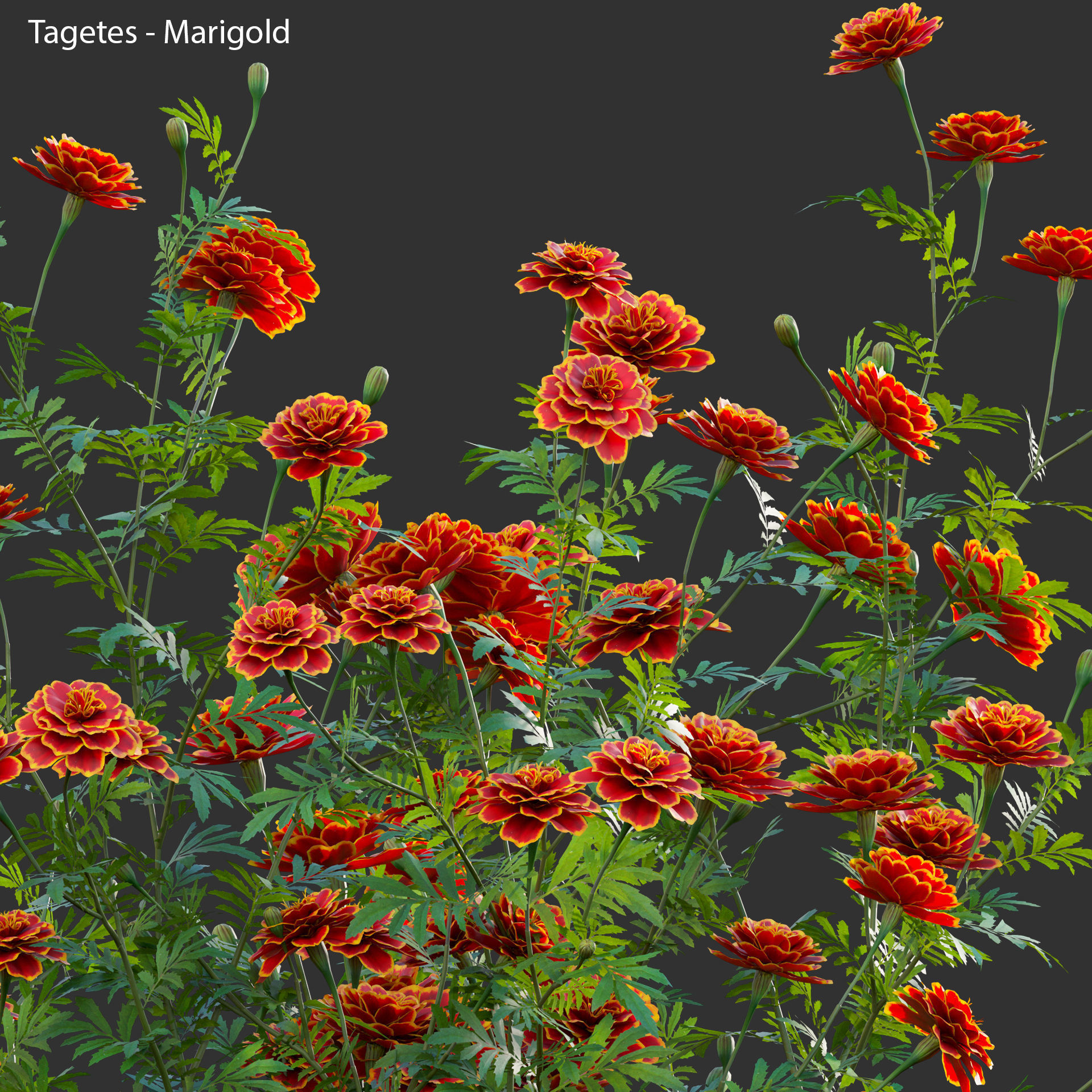 Tagetes - Marigold 3D model_1