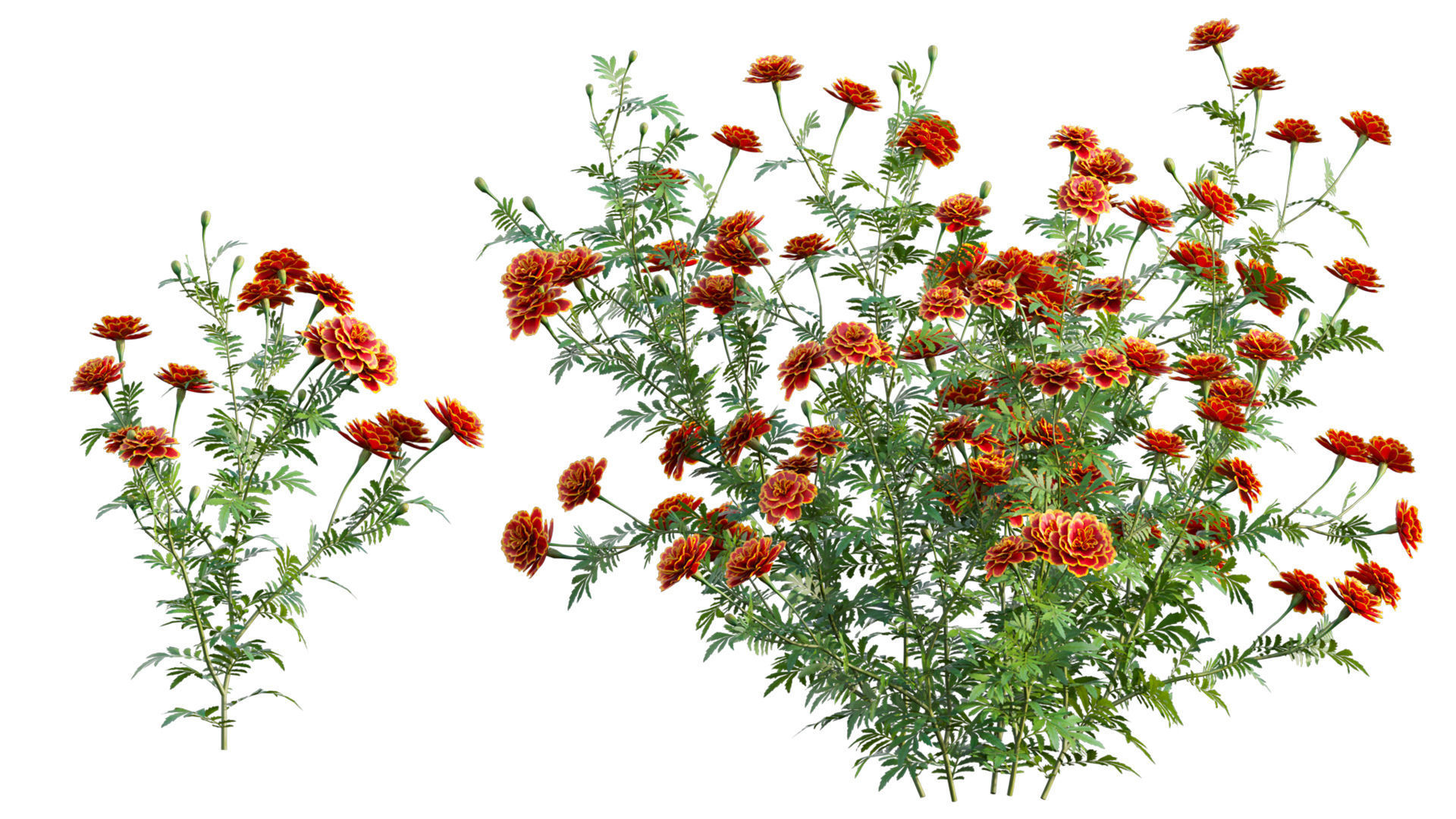 Tagetes - Marigold 3D model_6