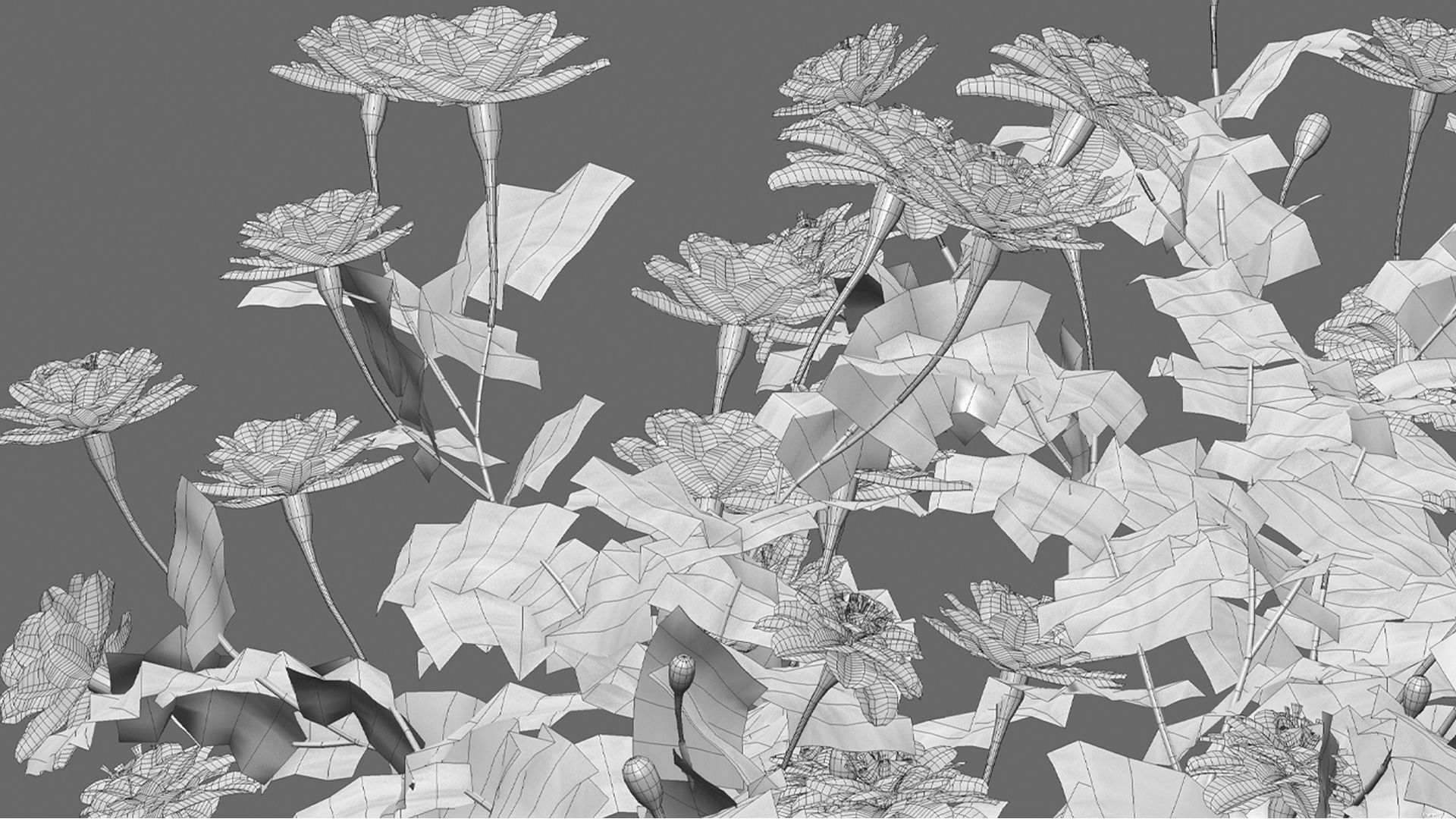 Tagetes - Marigold 3D model_10