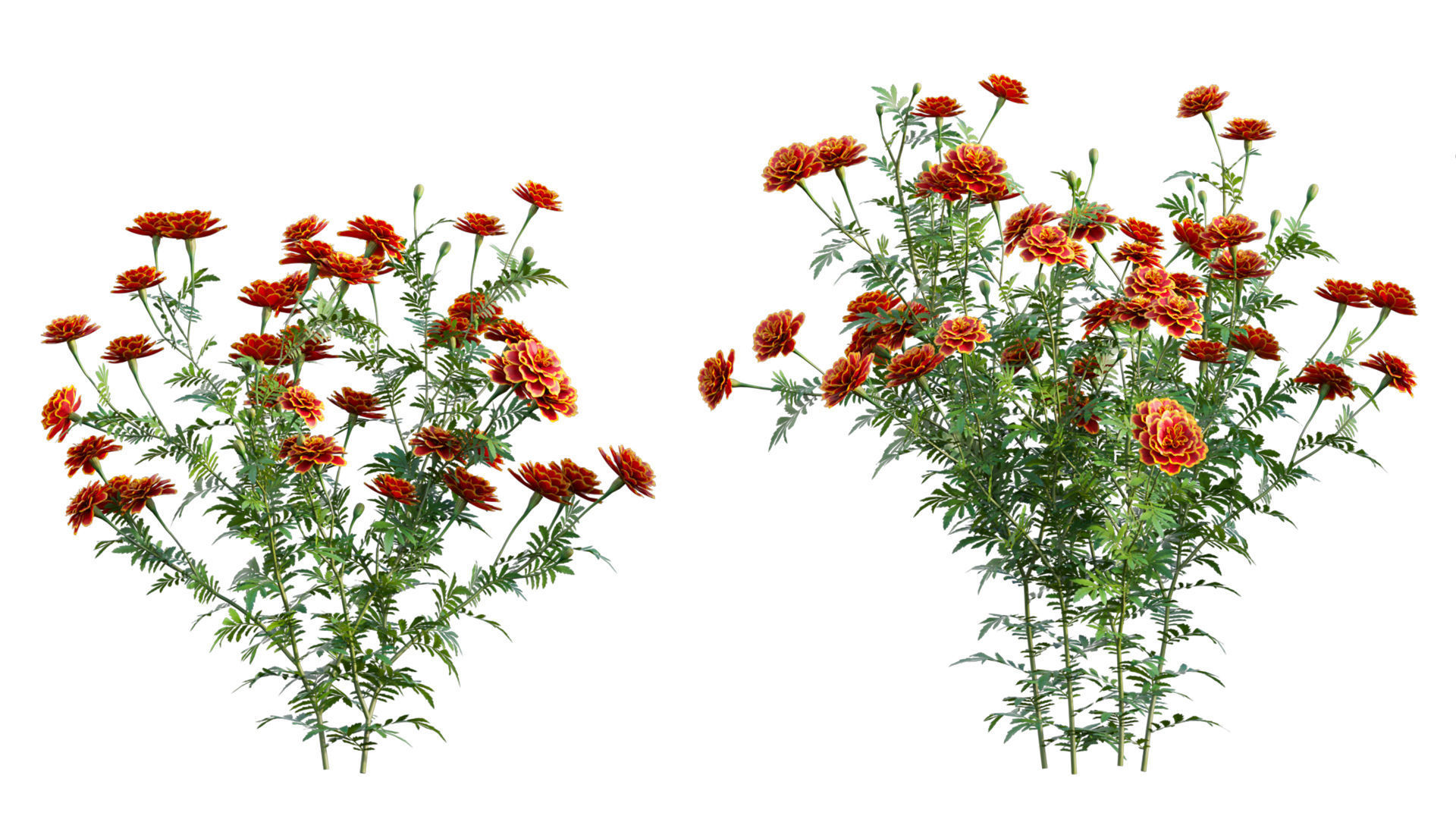 Tagetes - Marigold 3D model_5
