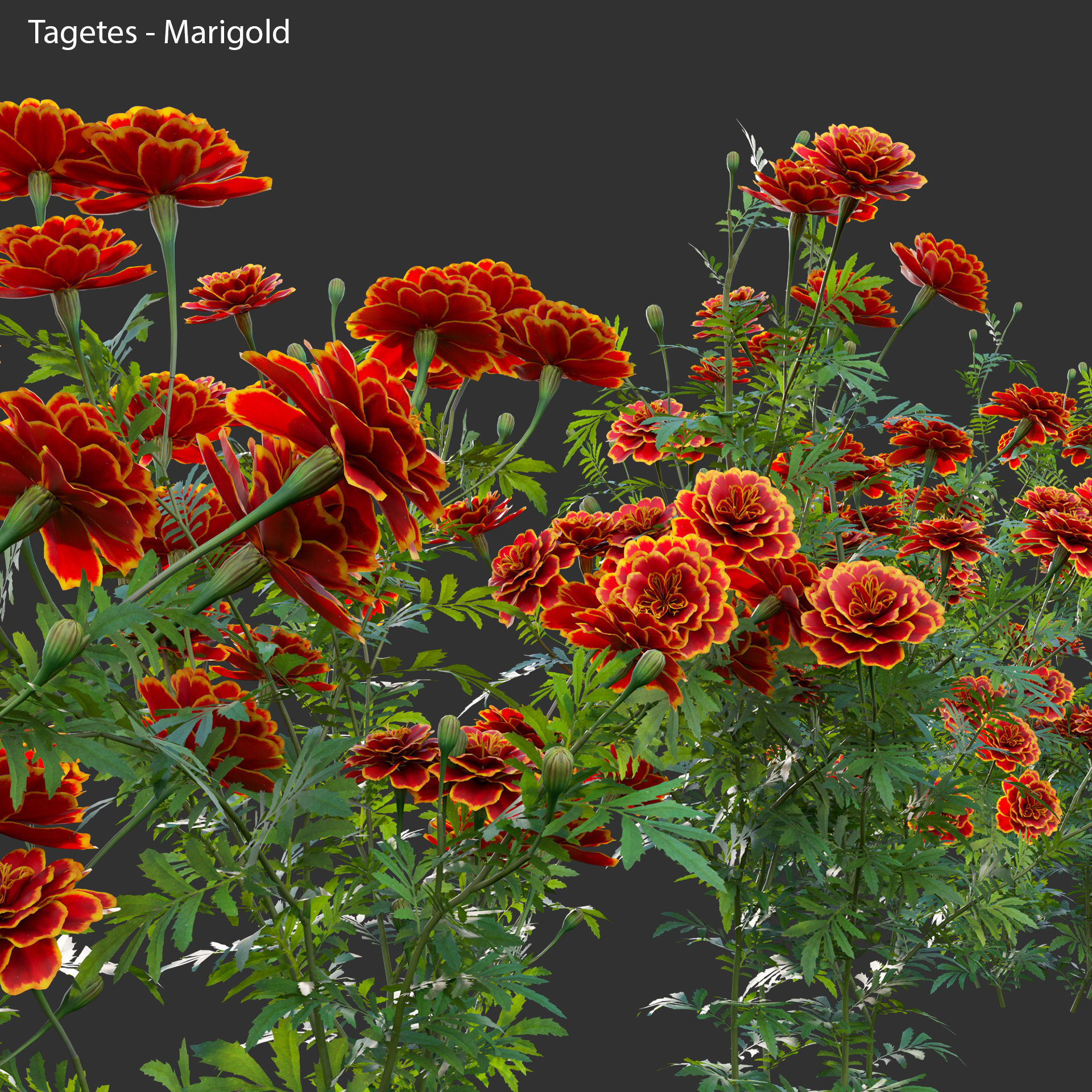 Tagetes - Marigold 3D model_2