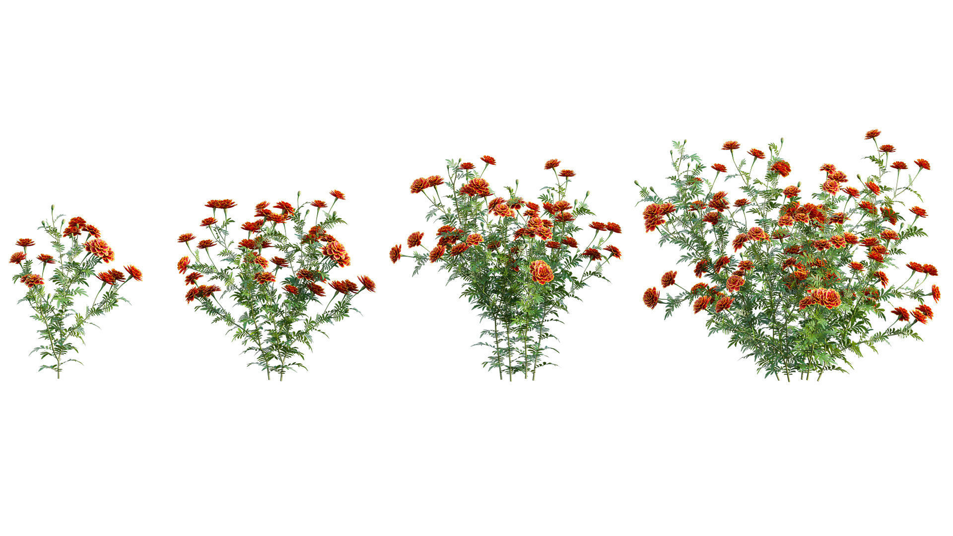 Tagetes - Marigold 3D model_4