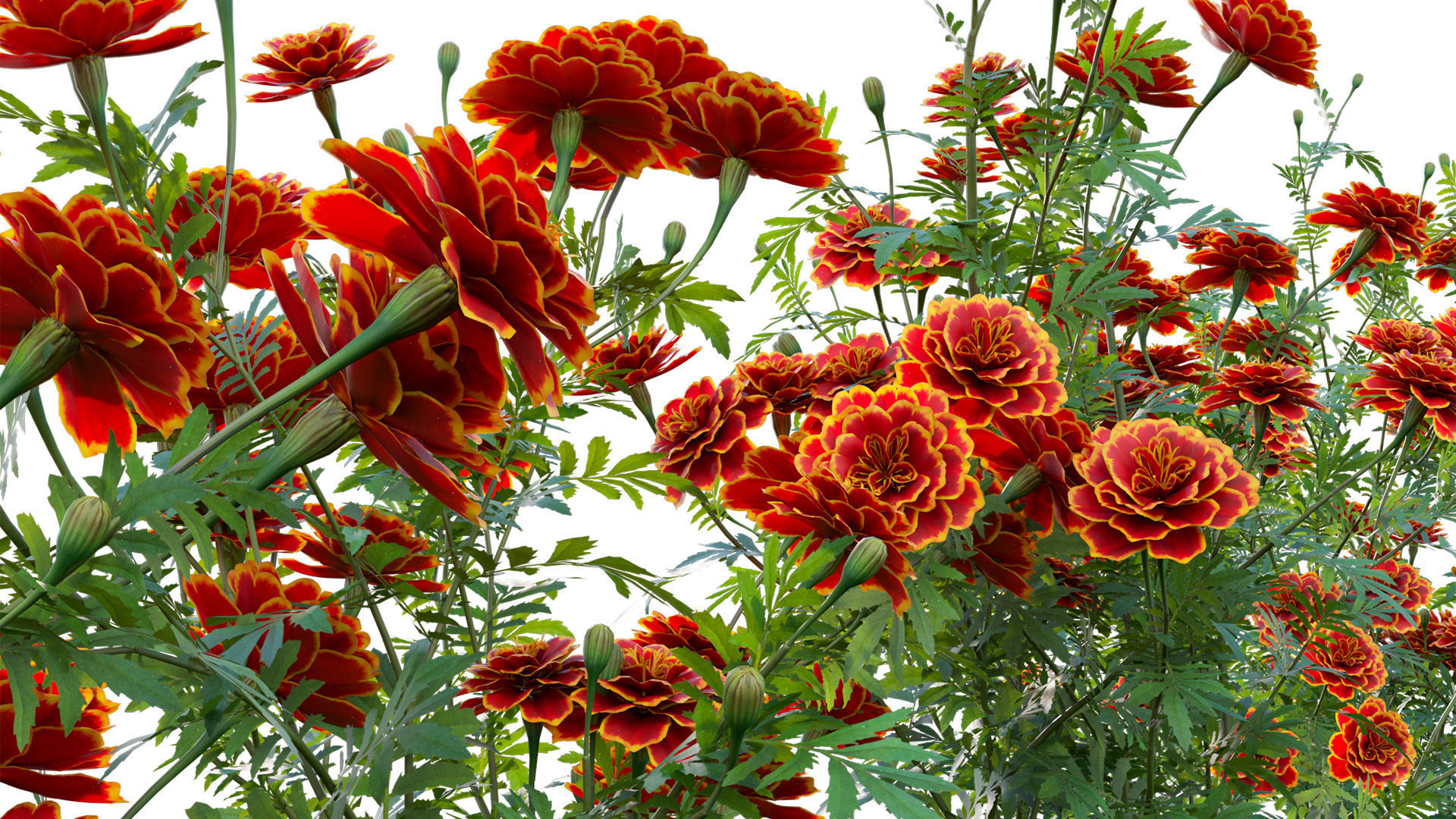 Tagetes - Marigold 3D model_9