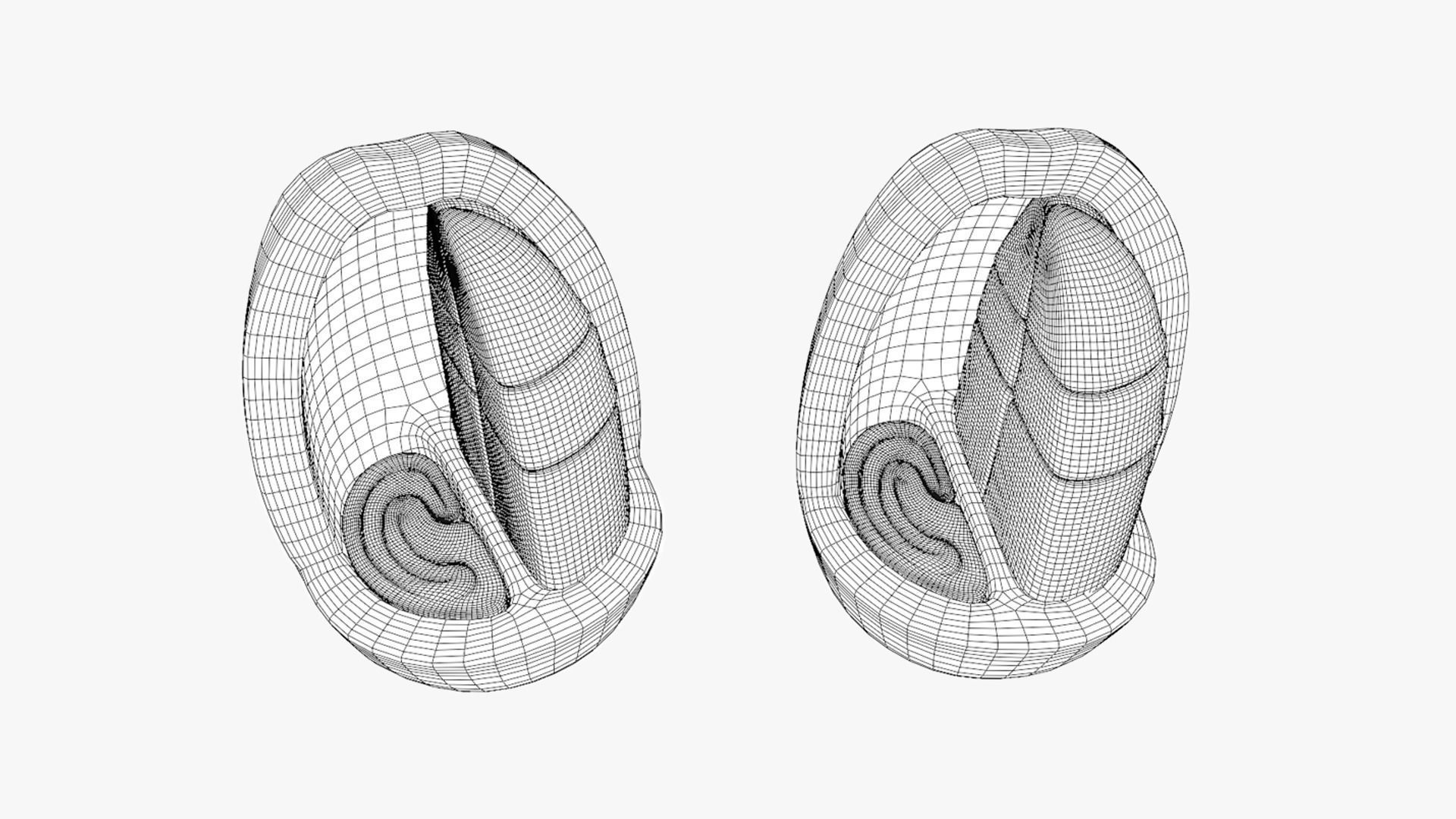Anatomy of the Coffee Fruit Low-poly 3D model_11