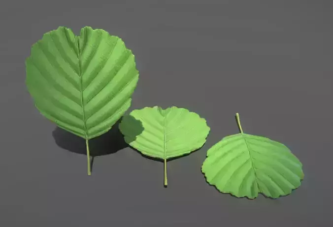 High-Poly Black Alder Leaf  3D model