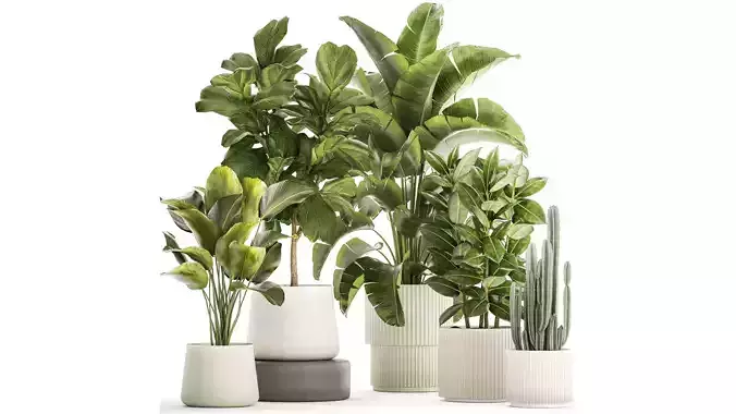 Set of beautiful plants Strelitzia Ficus Cereus in pots 1359 3D model