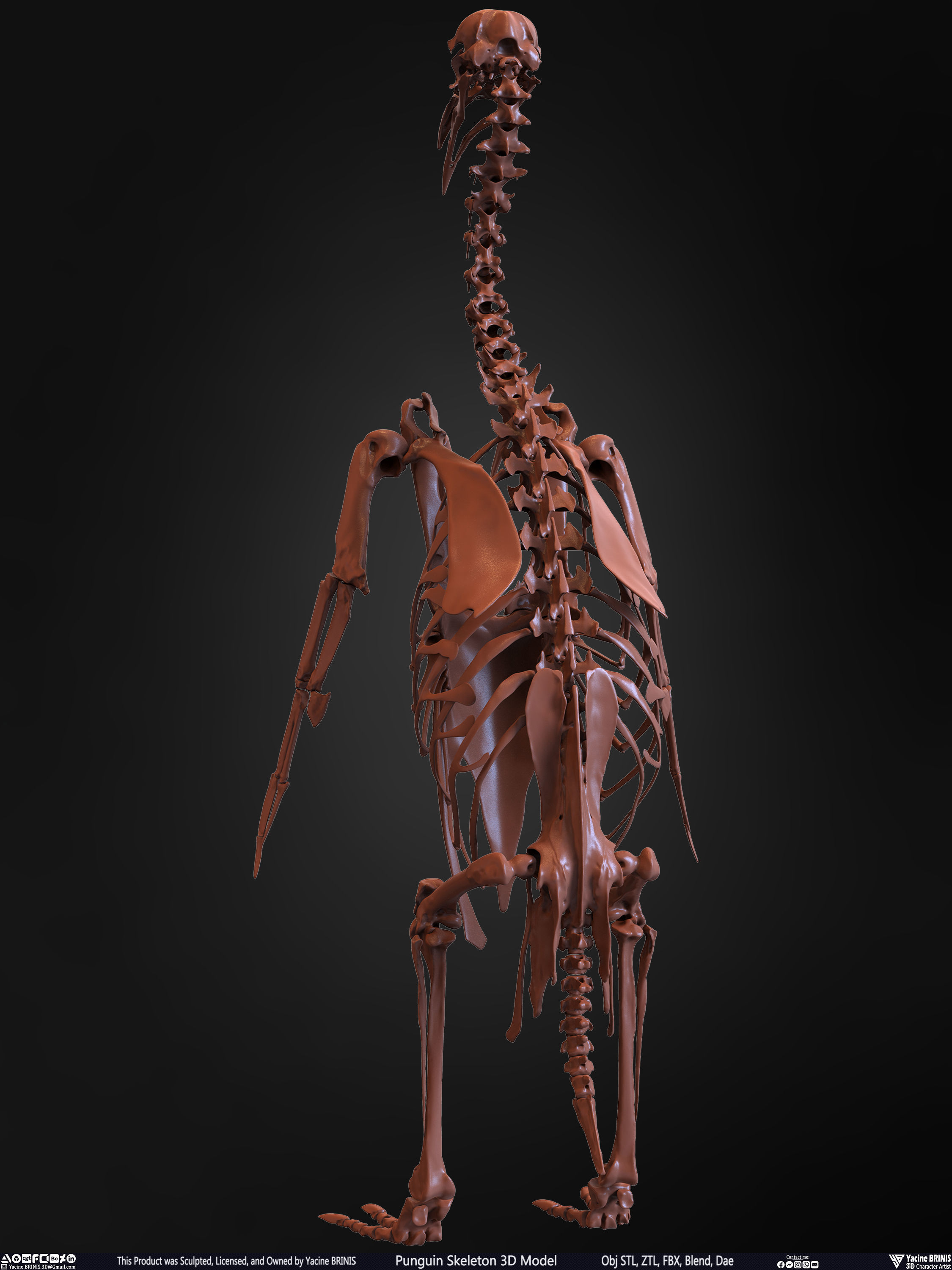 Penguin Skeleton 3D Model Low-poly 3D model_14