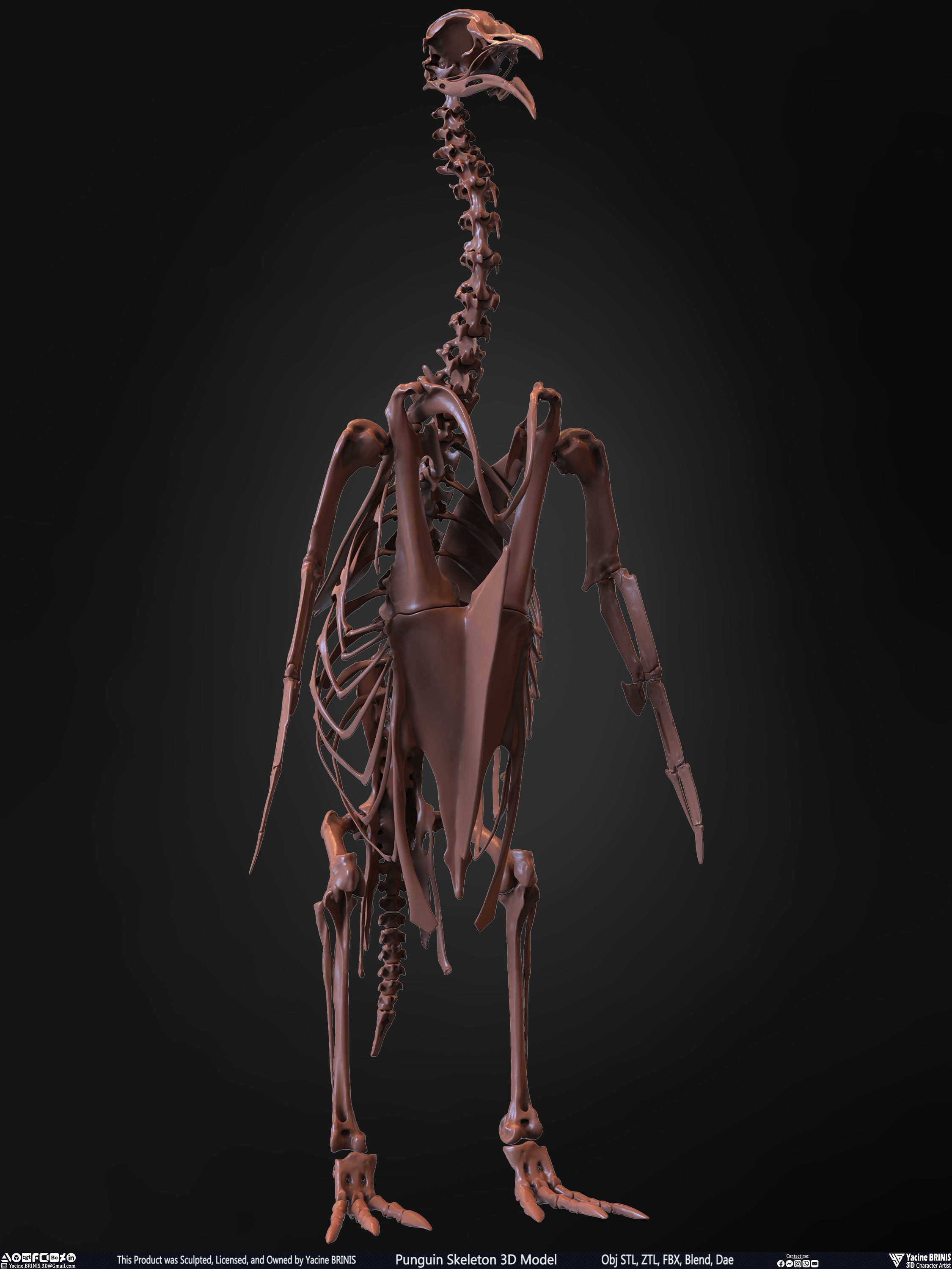 Penguin Skeleton 3D Model Low-poly 3D model_26