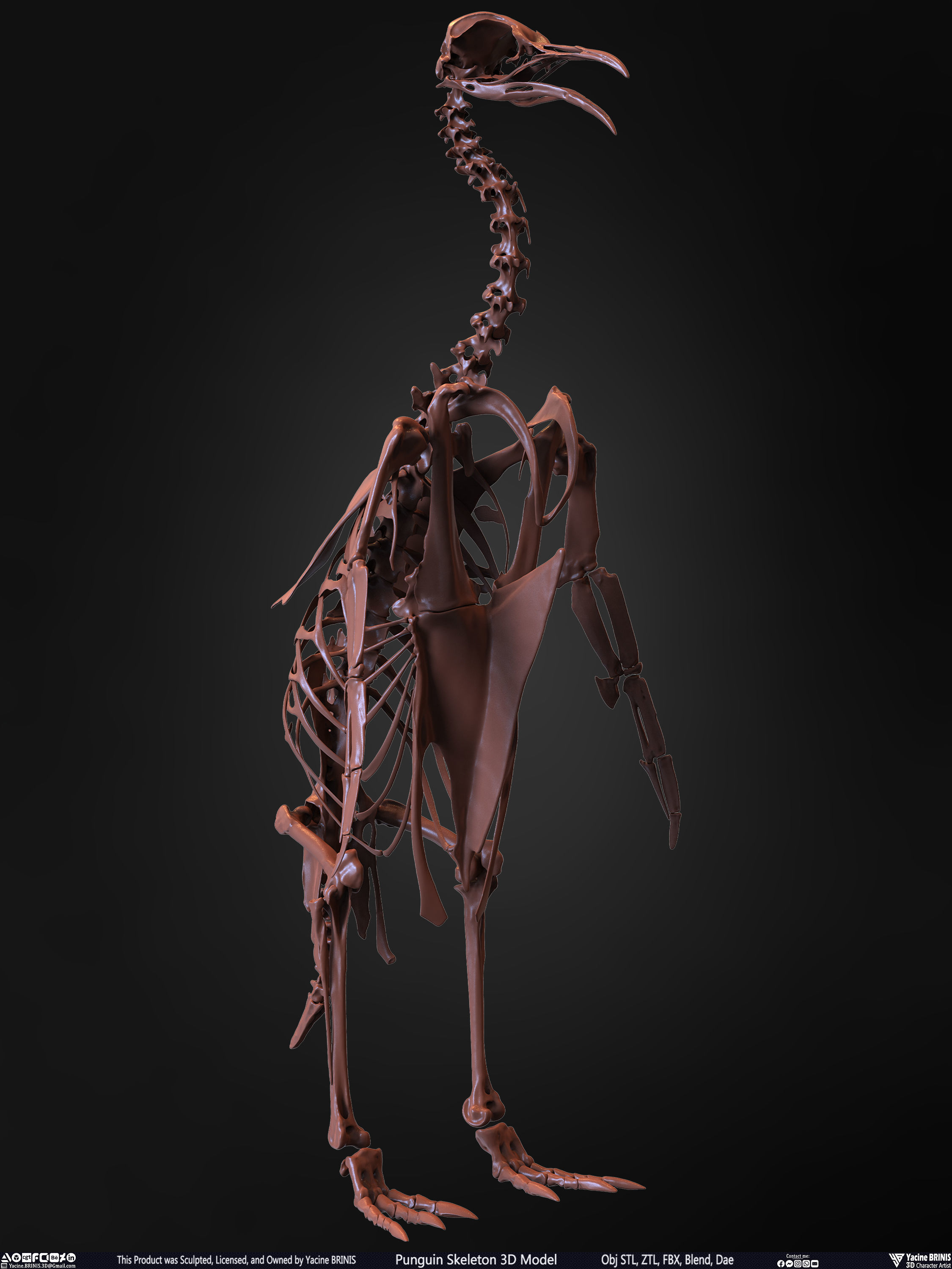 Penguin Skeleton 3D Model Low-poly 3D model_25