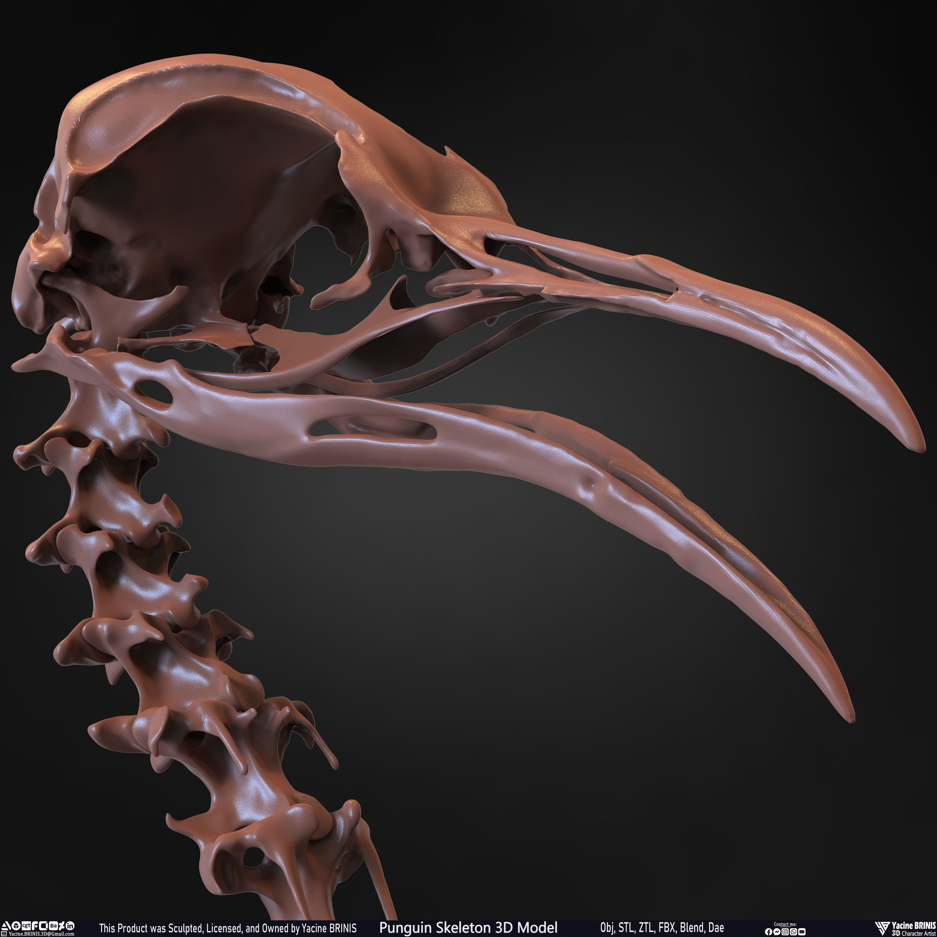 Penguin Skeleton 3D Model Low-poly 3D model_37