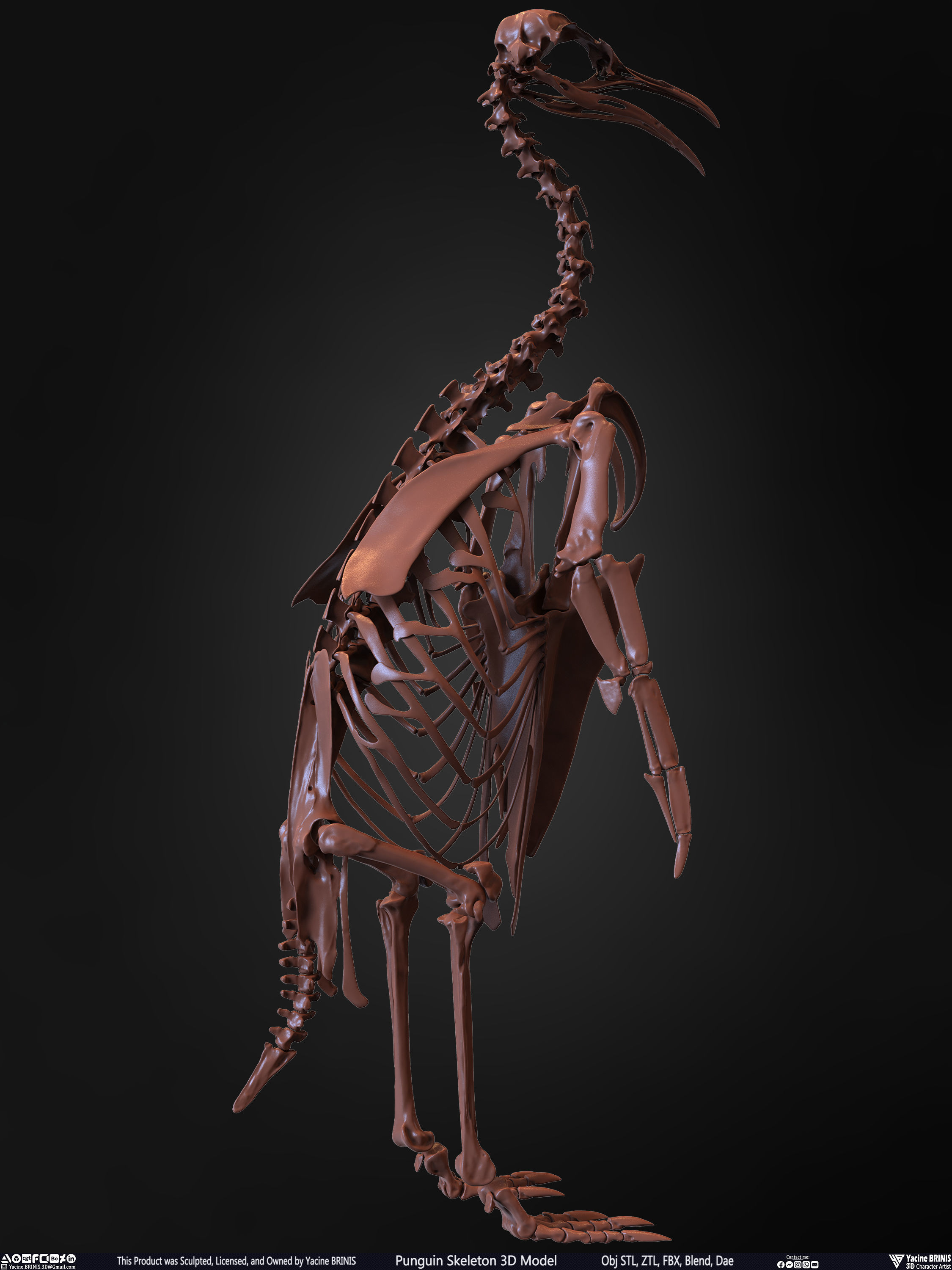 Penguin Skeleton 3D Model Low-poly 3D model_21