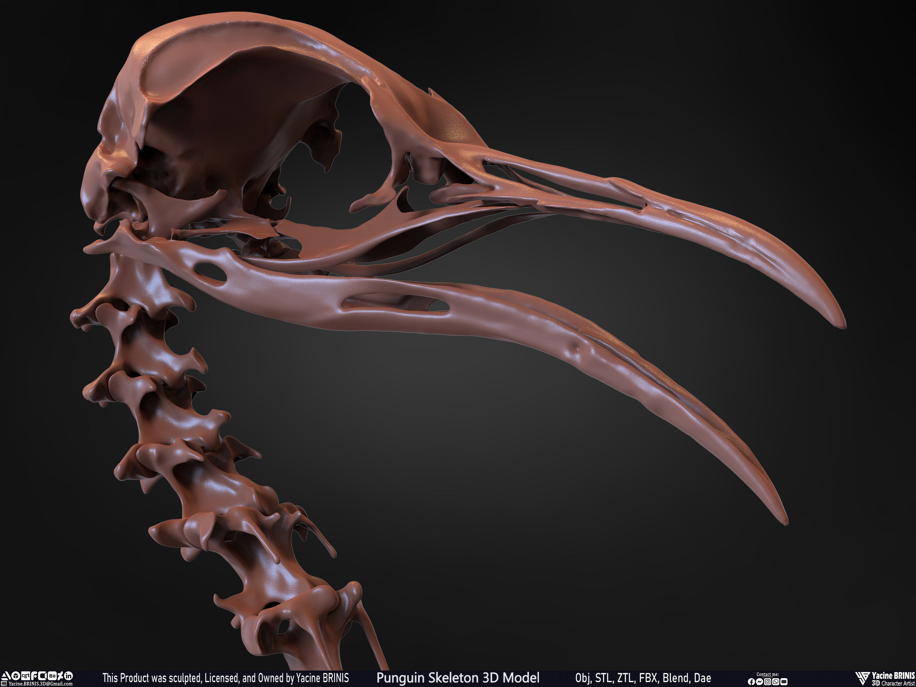Penguin Skeleton 3D Model Low-poly 3D model_32