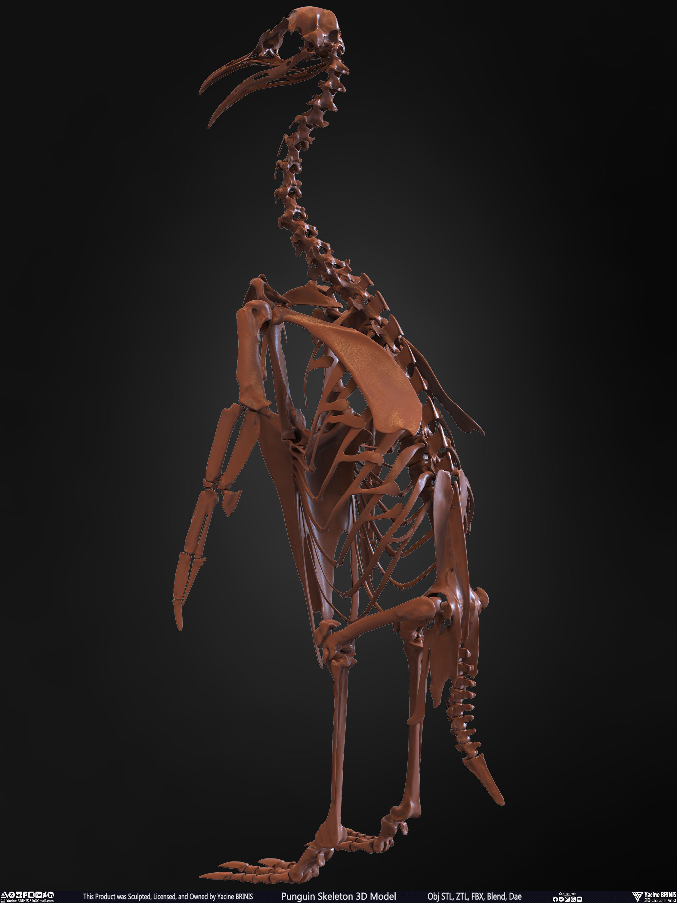Penguin Skeleton 3D Model Low-poly 3D model_11
