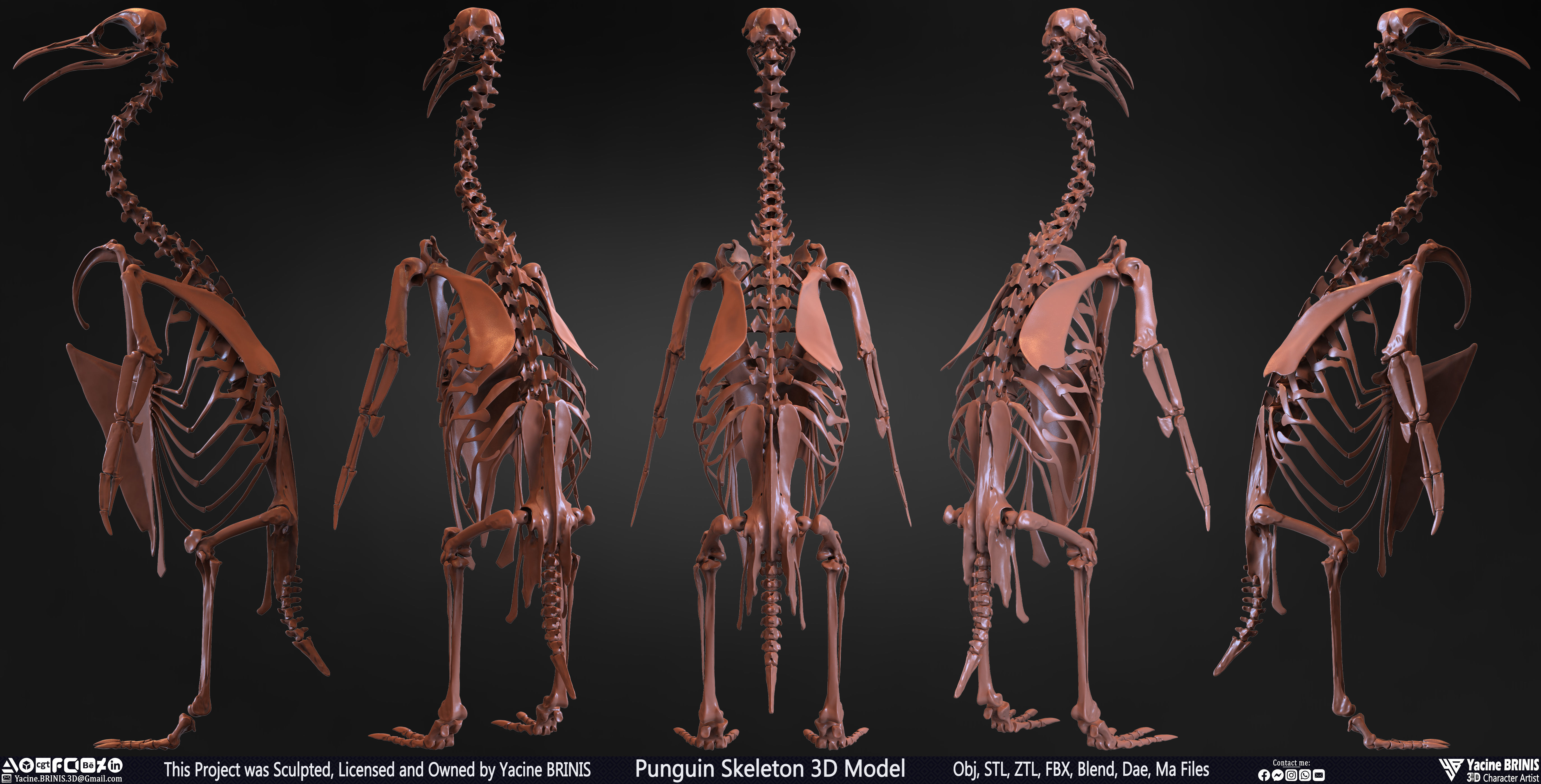 Penguin Skeleton 3D Model Low-poly 3D model_40