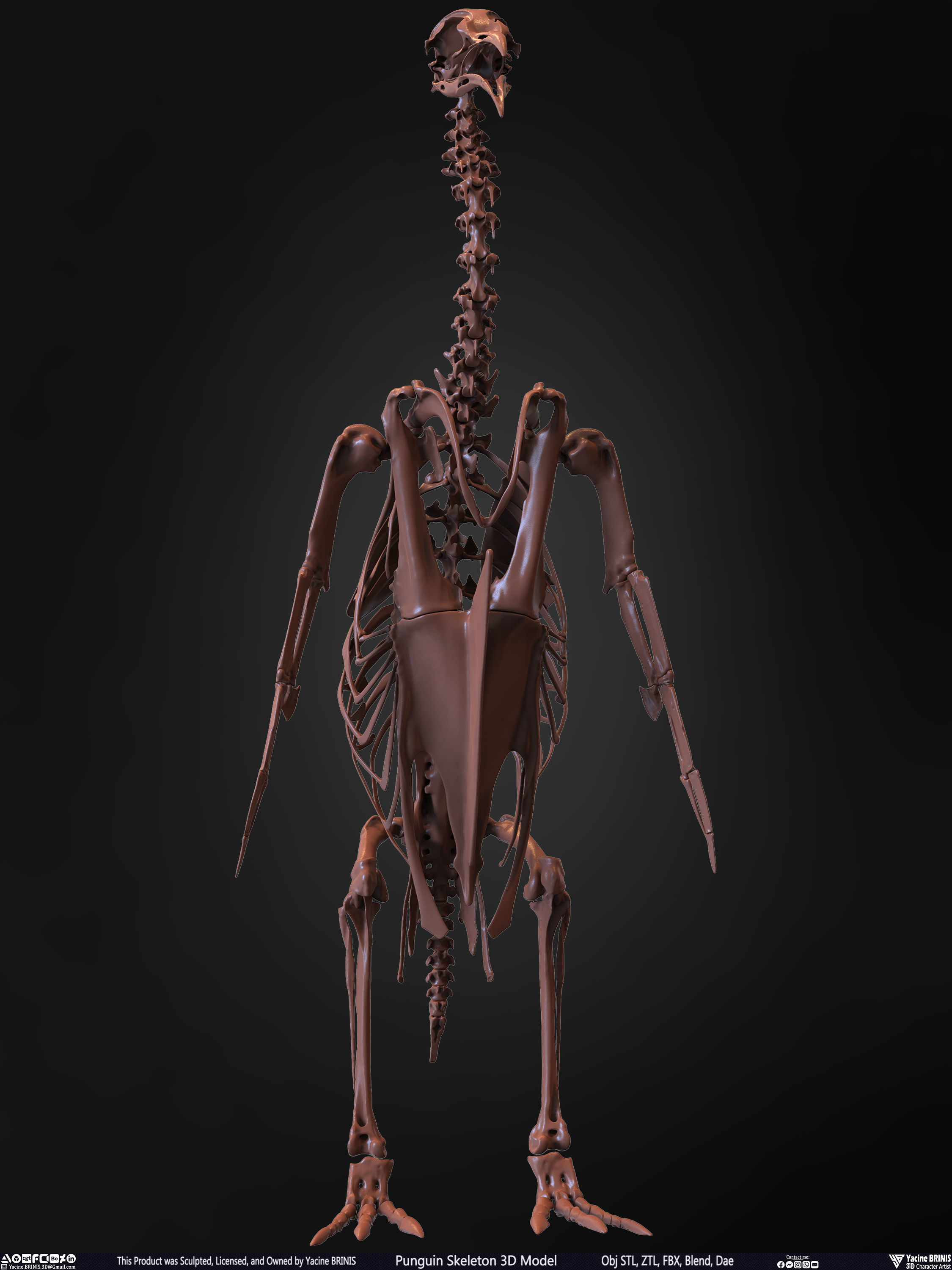 Penguin Skeleton 3D Model Low-poly 3D model_27