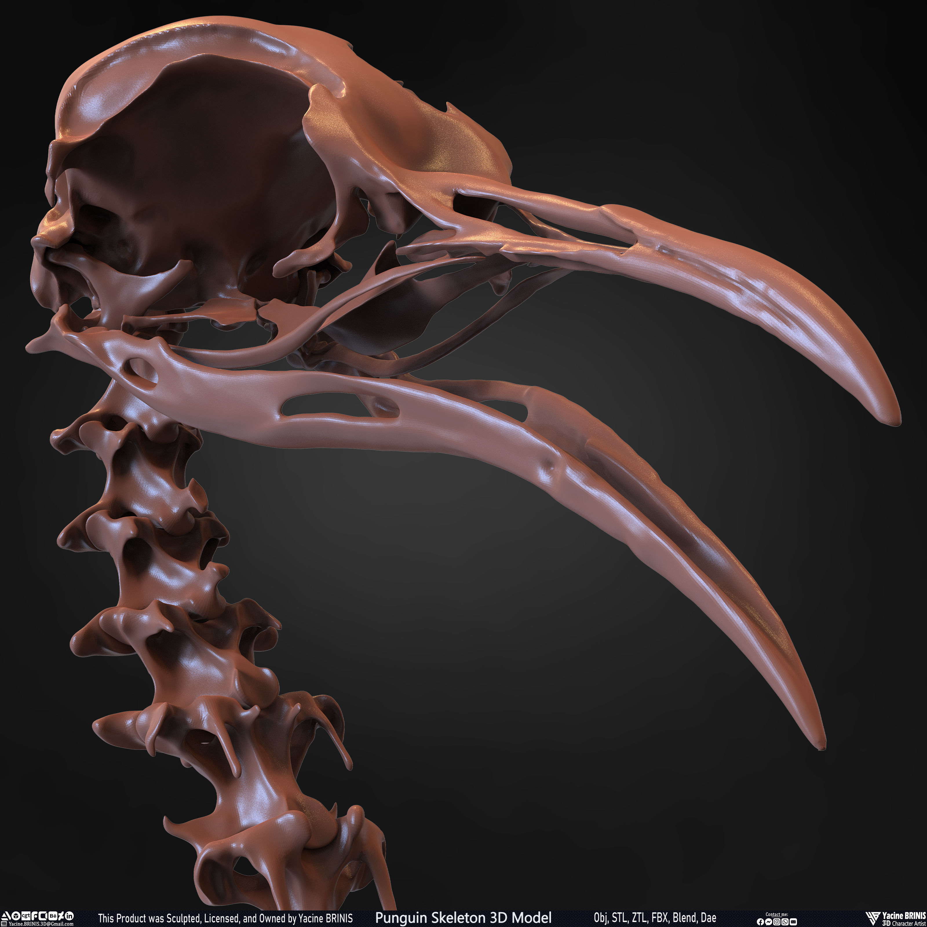 Penguin Skeleton 3D Model Low-poly 3D model_35