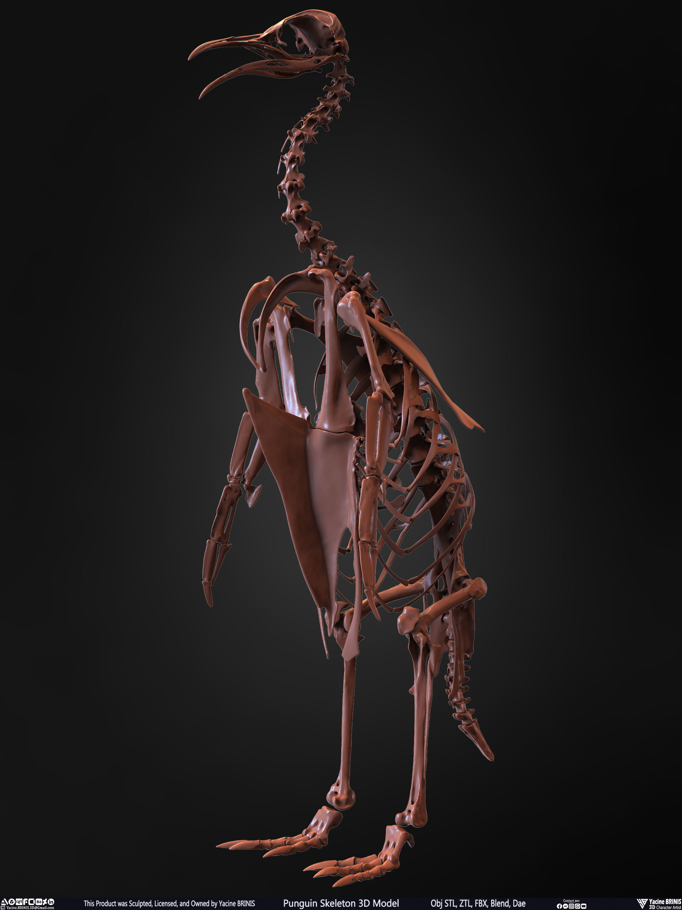 Penguin Skeleton 3D Model Low-poly 3D model_6