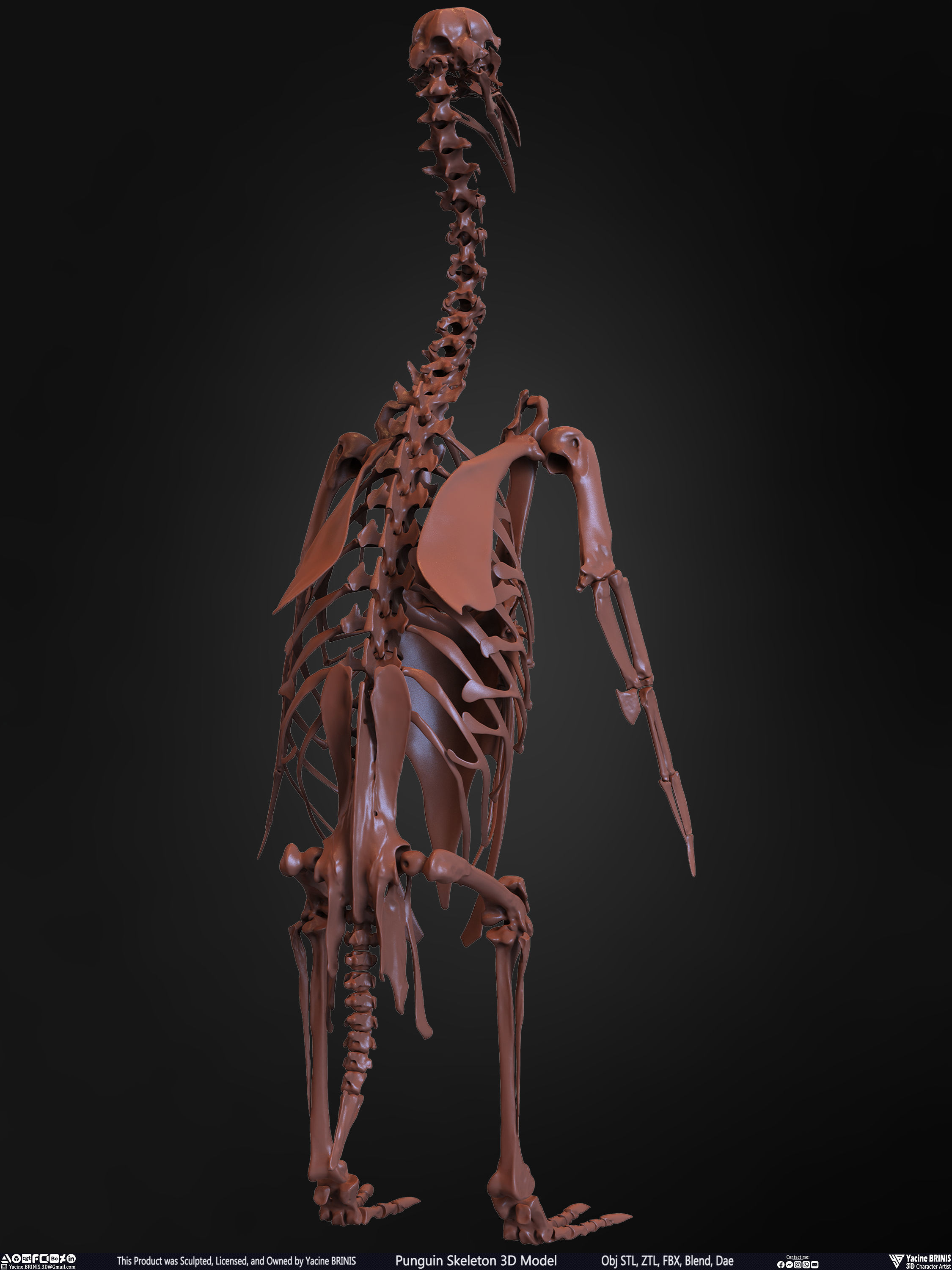 Penguin Skeleton 3D Model Low-poly 3D model_18