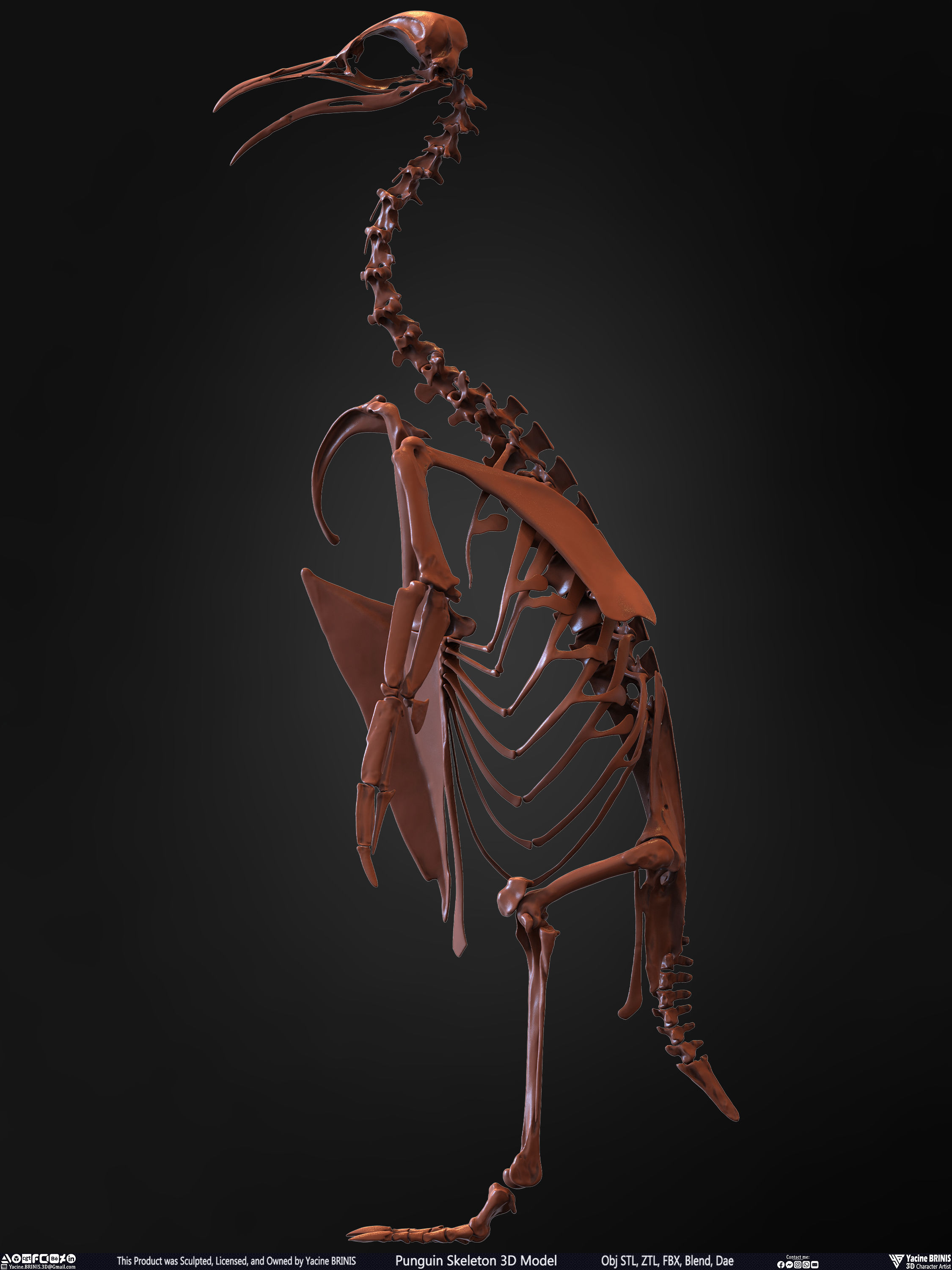 Penguin Skeleton 3D Model Low-poly 3D model_9
