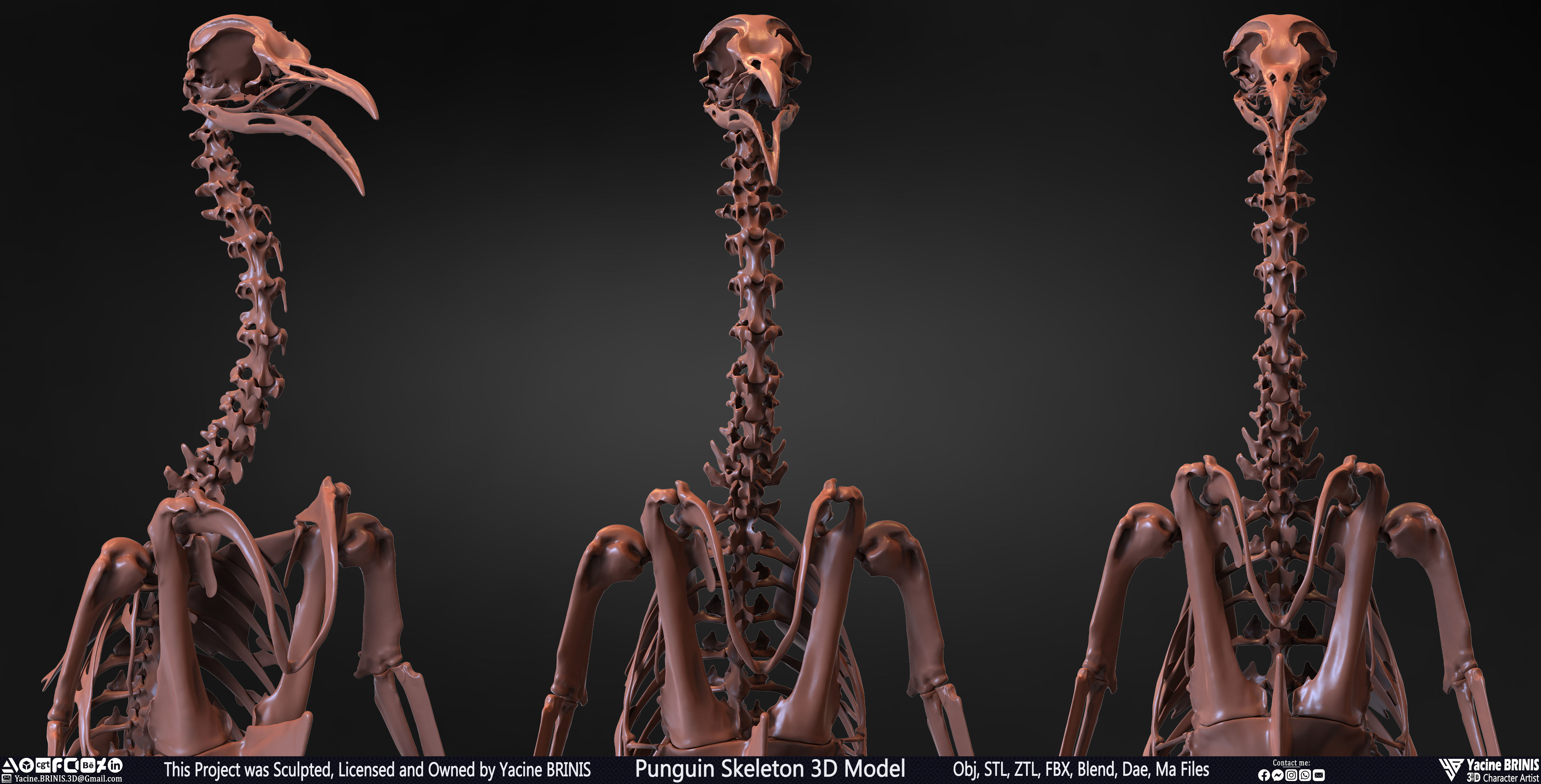 Penguin Skeleton 3D Model Low-poly 3D model_38