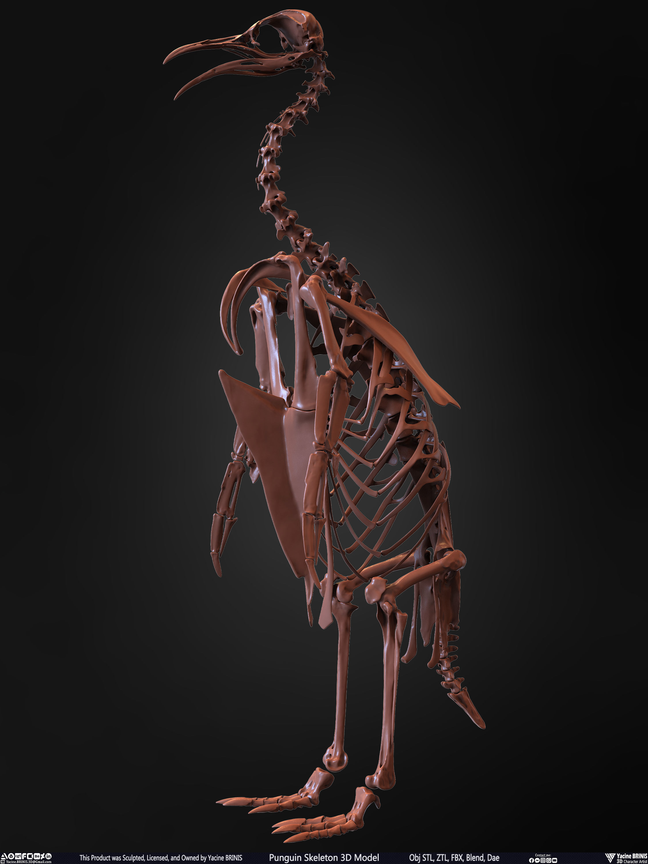 Penguin Skeleton 3D Model Low-poly 3D model_7