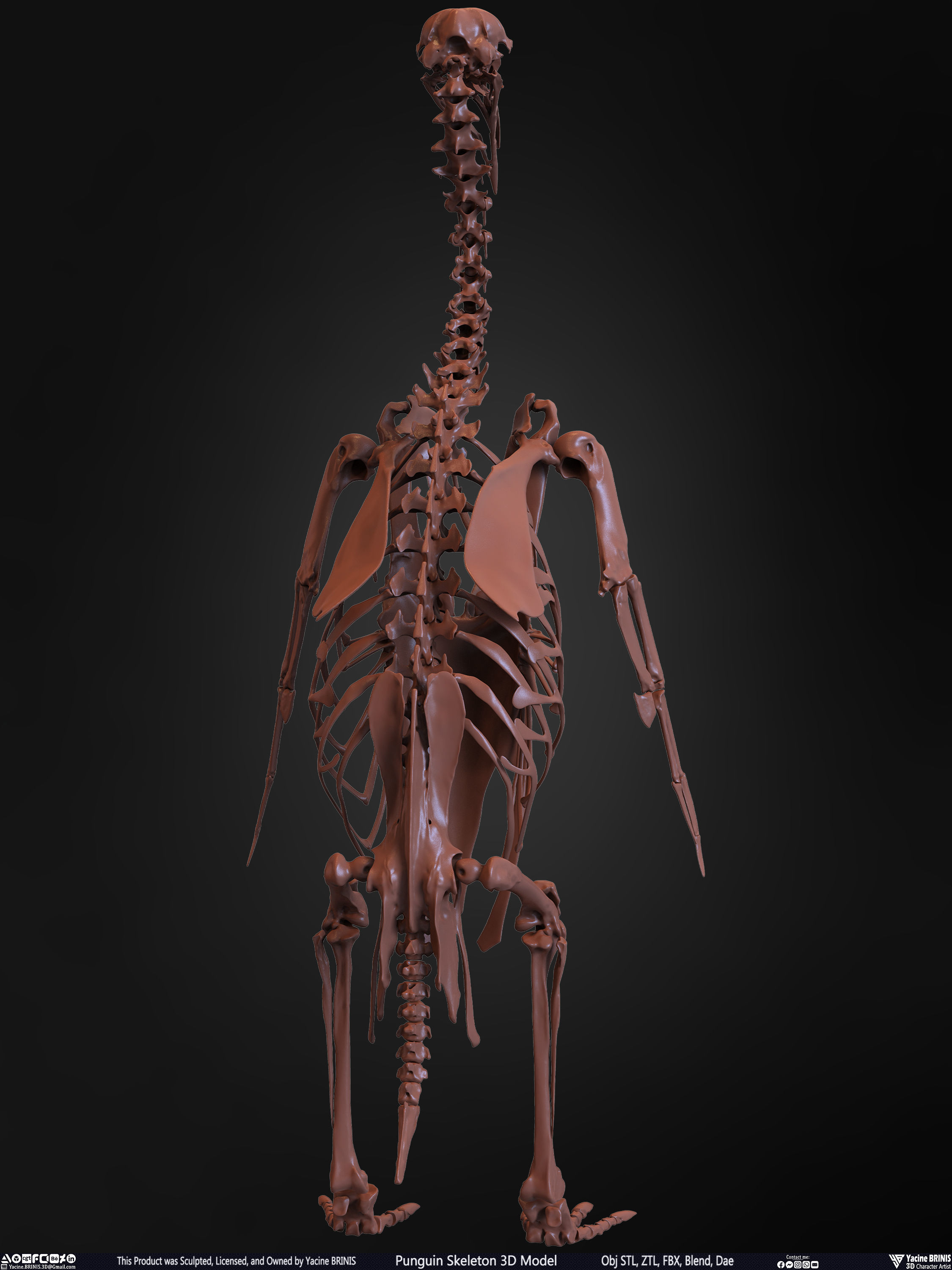 Penguin Skeleton 3D Model Low-poly 3D model_17