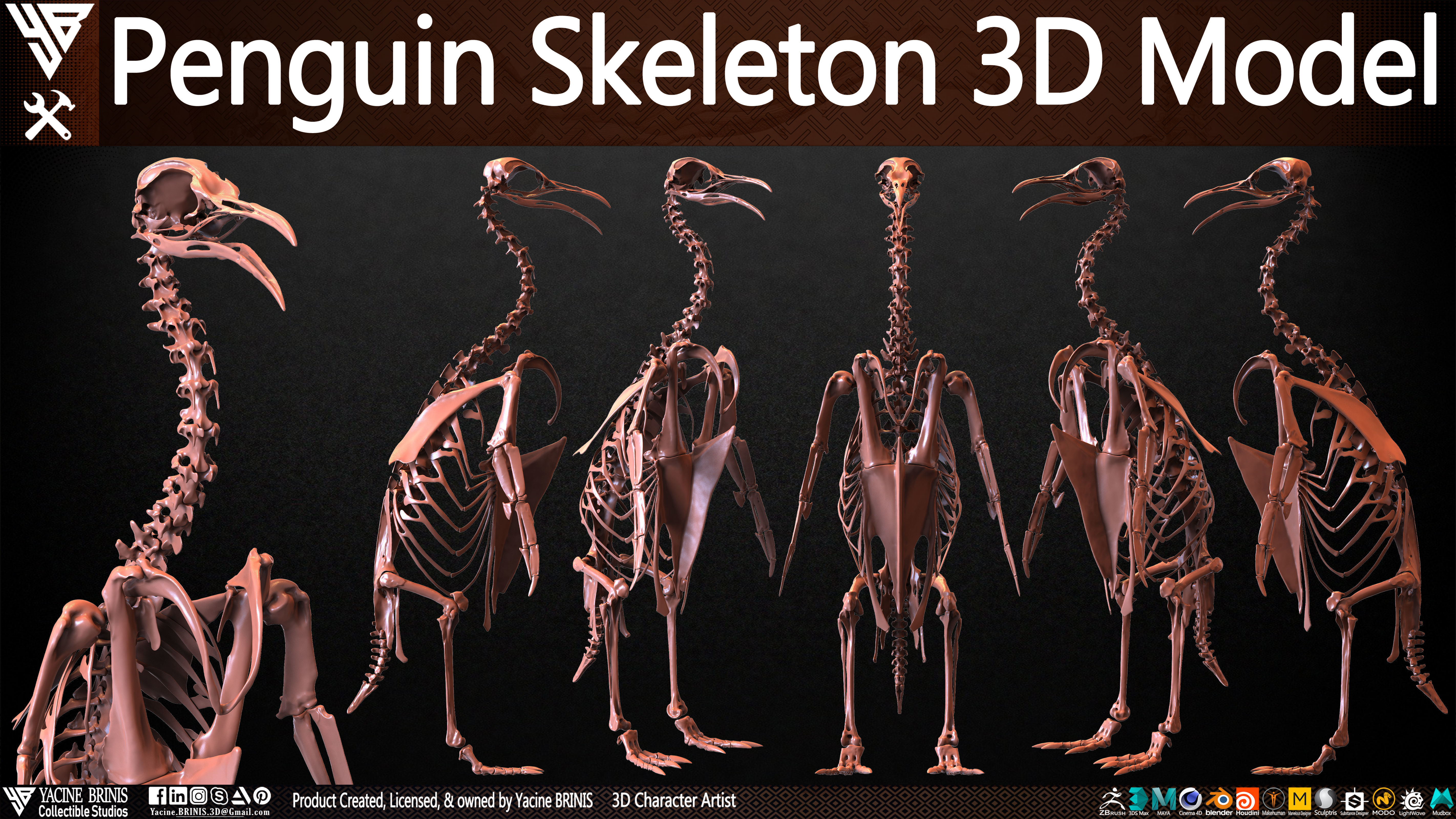 Penguin Skeleton 3D Model Low-poly 3D model_41