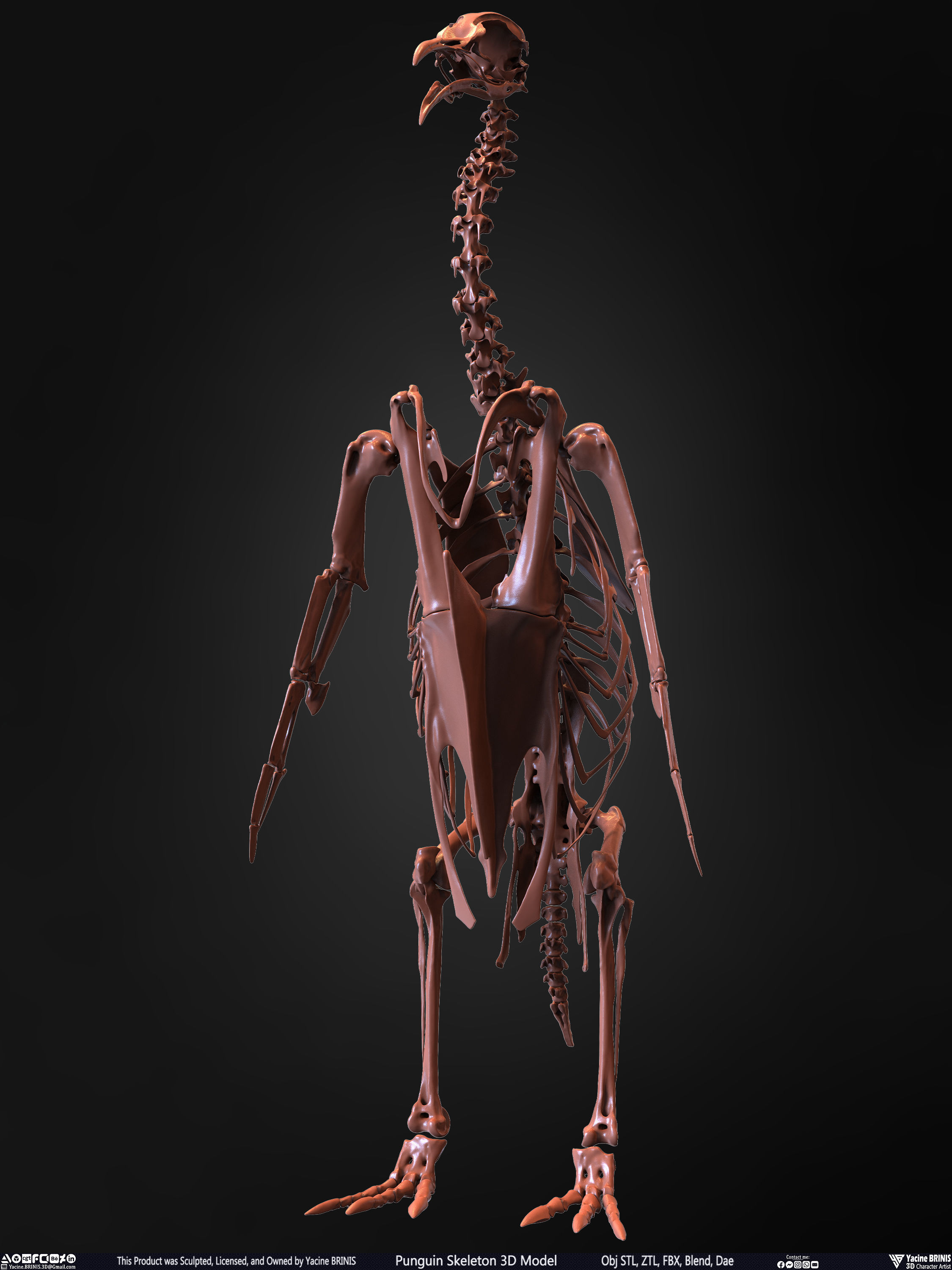 Penguin Skeleton 3D Model Low-poly 3D model_3