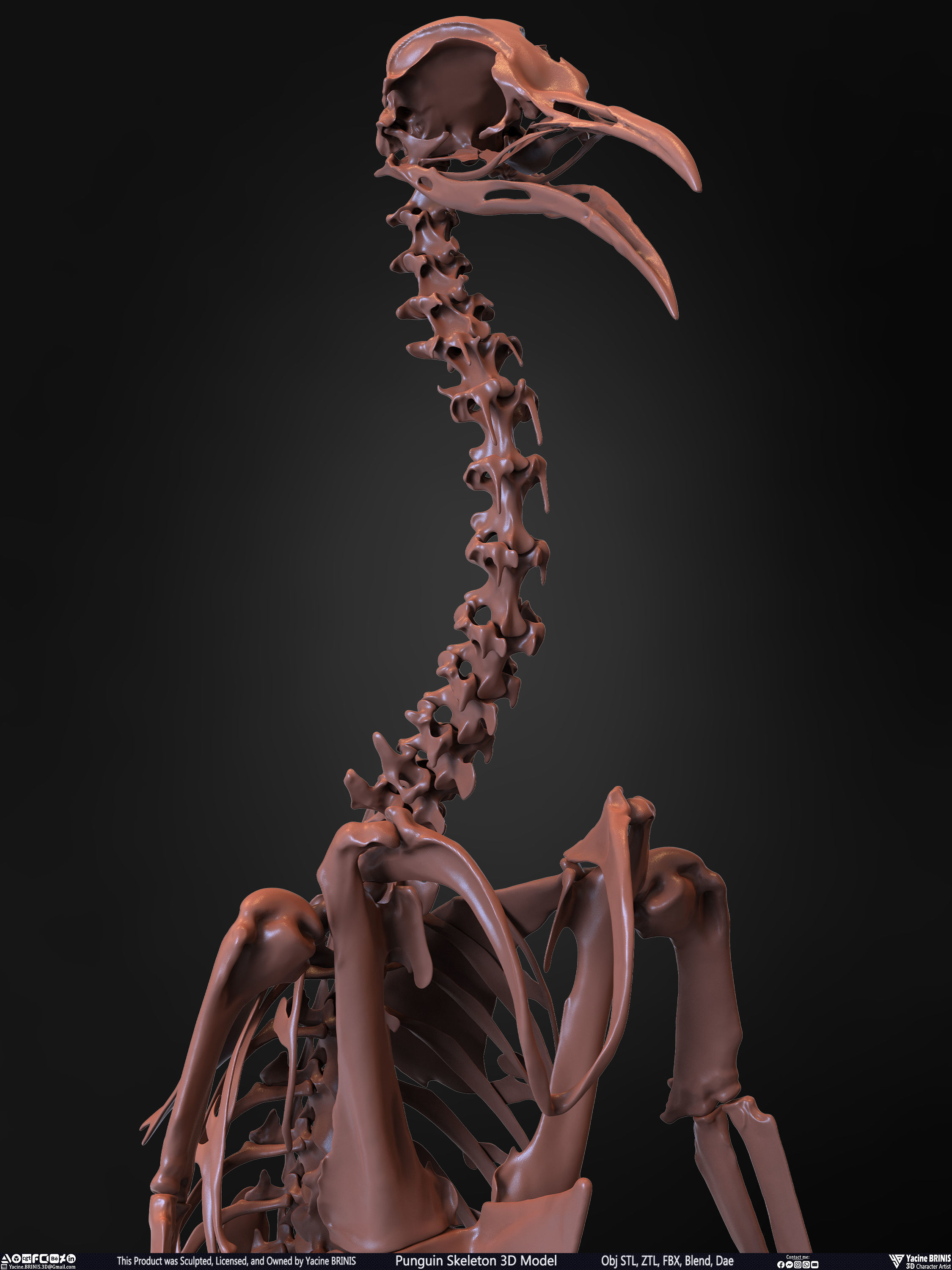 Penguin Skeleton 3D Model Low-poly 3D model_28