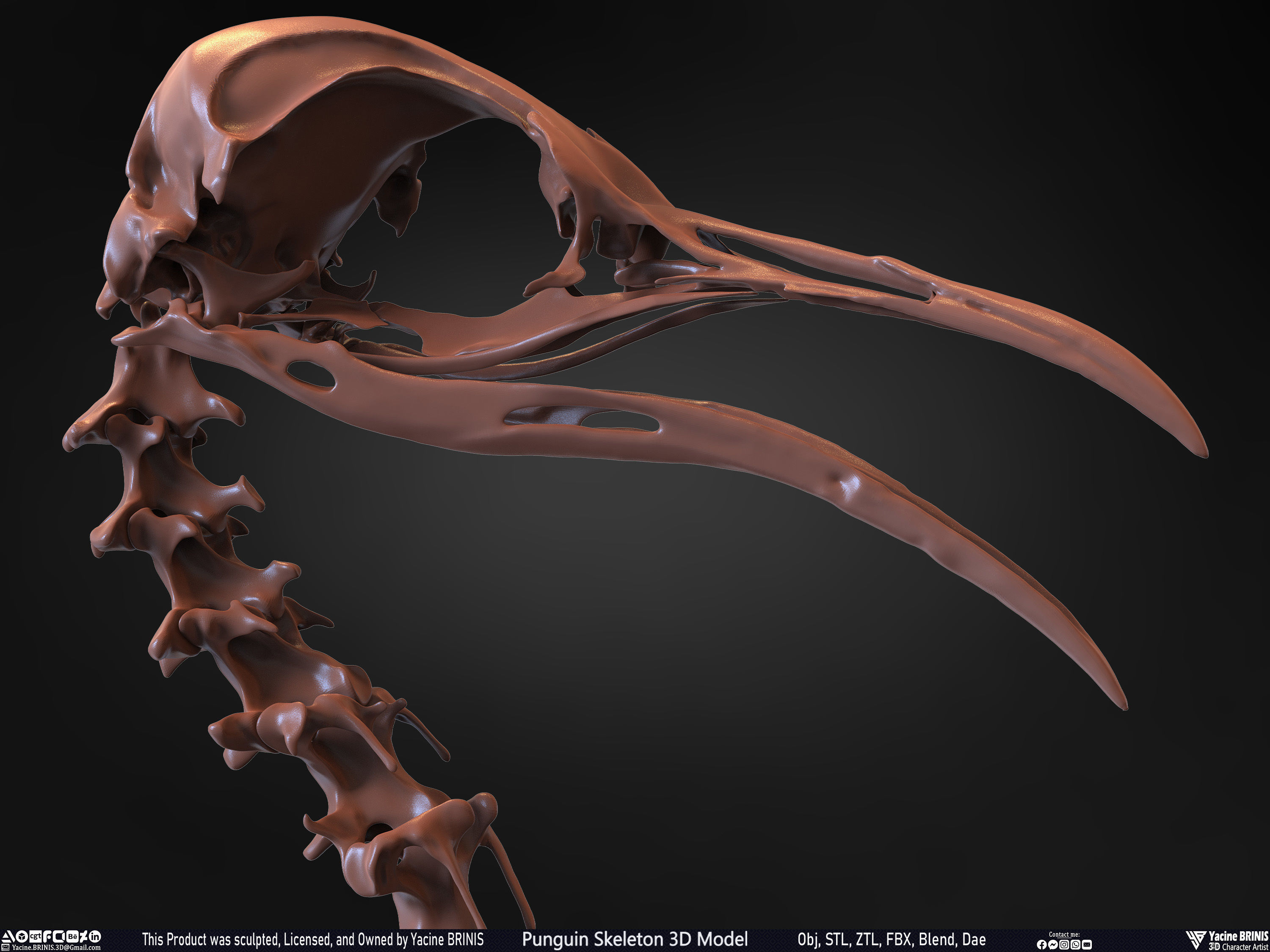 Penguin Skeleton 3D Model Low-poly 3D model_33