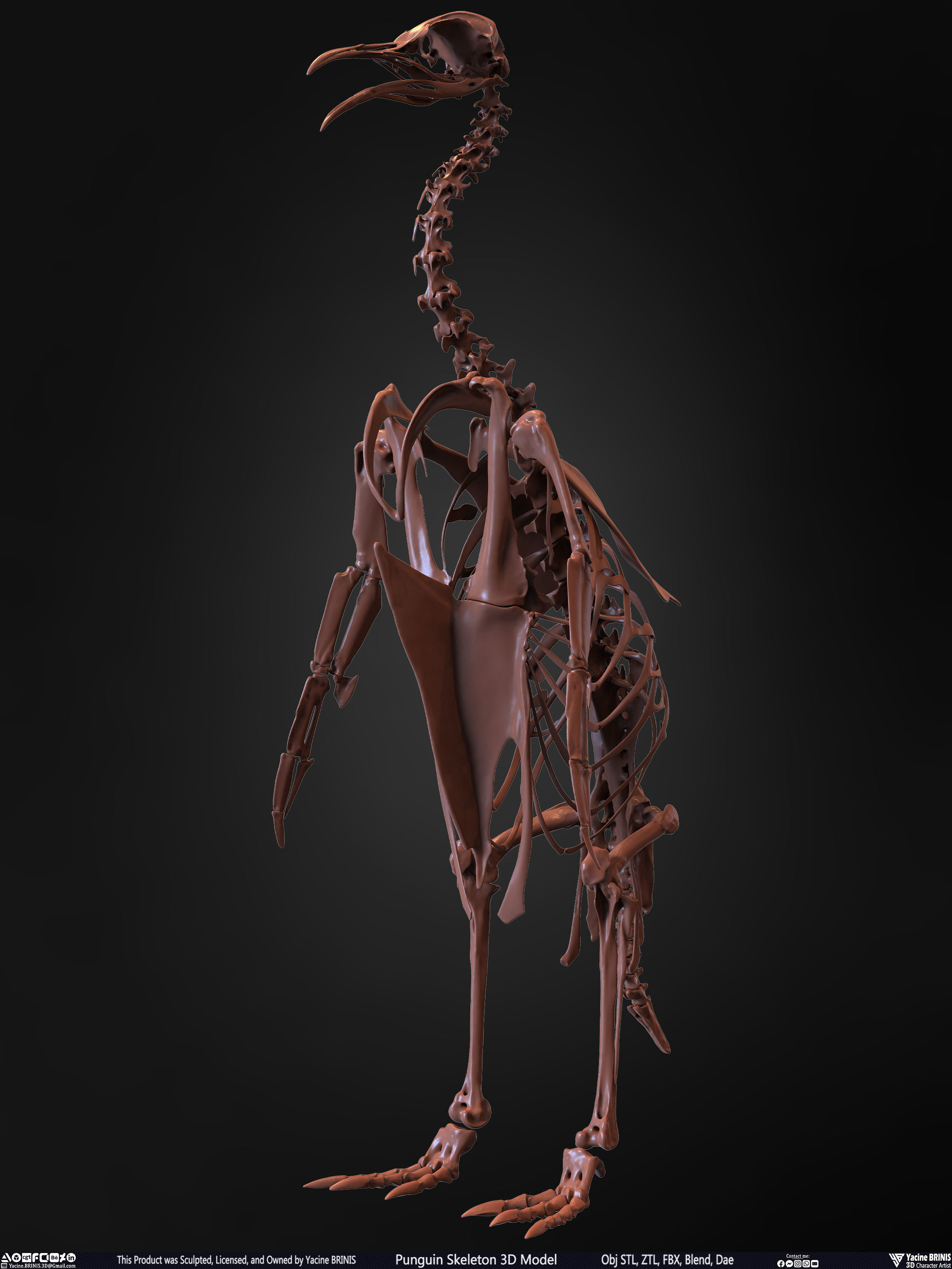 Penguin Skeleton 3D Model Low-poly 3D model_5