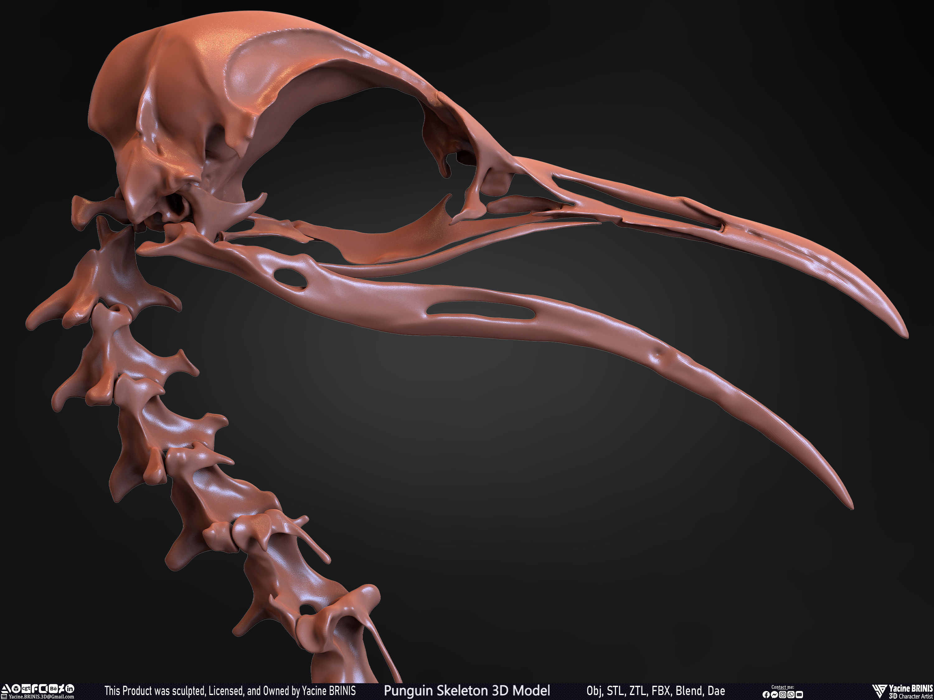 Penguin Skeleton 3D Model Low-poly 3D model_31