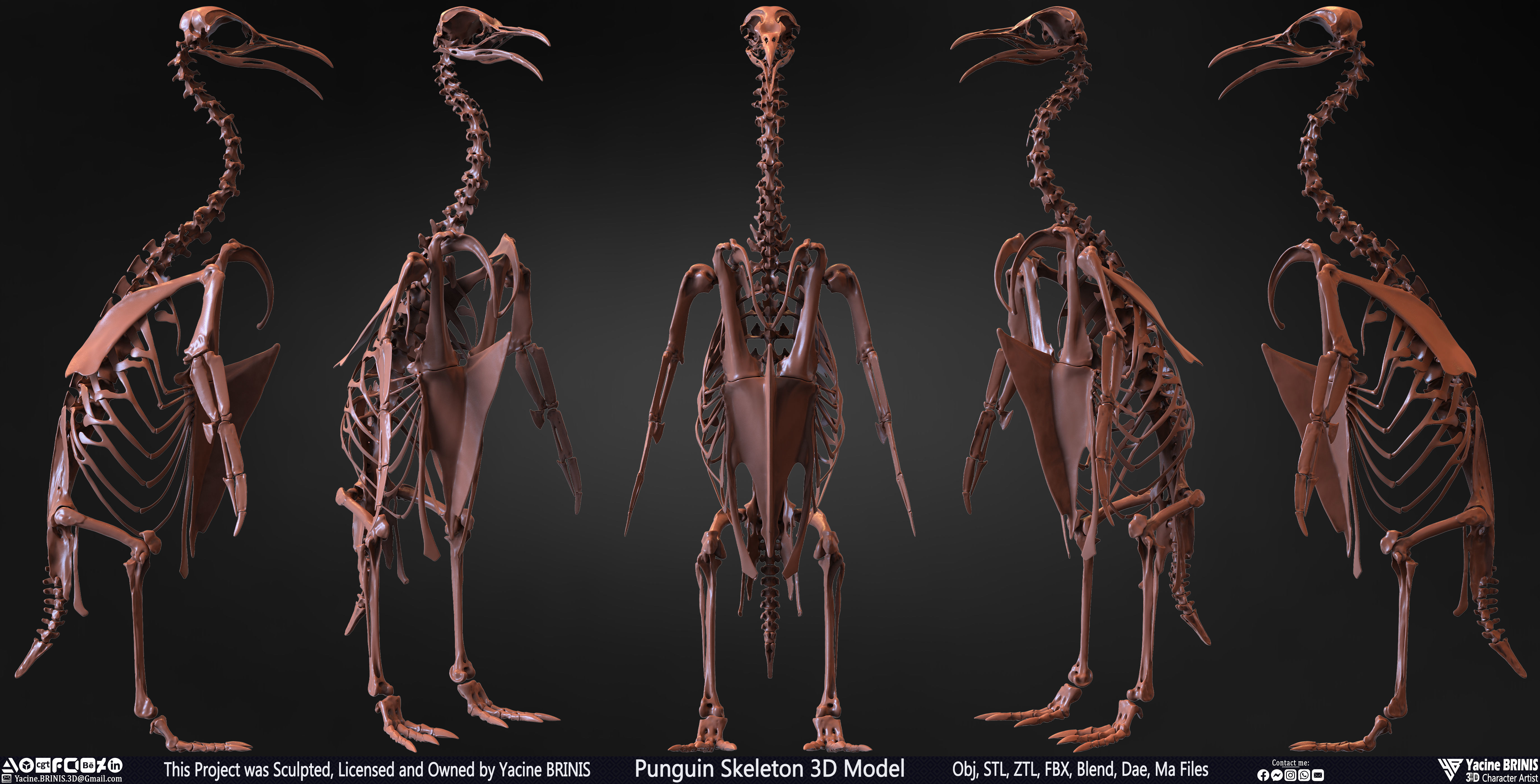 Penguin Skeleton 3D Model Low-poly 3D model_39