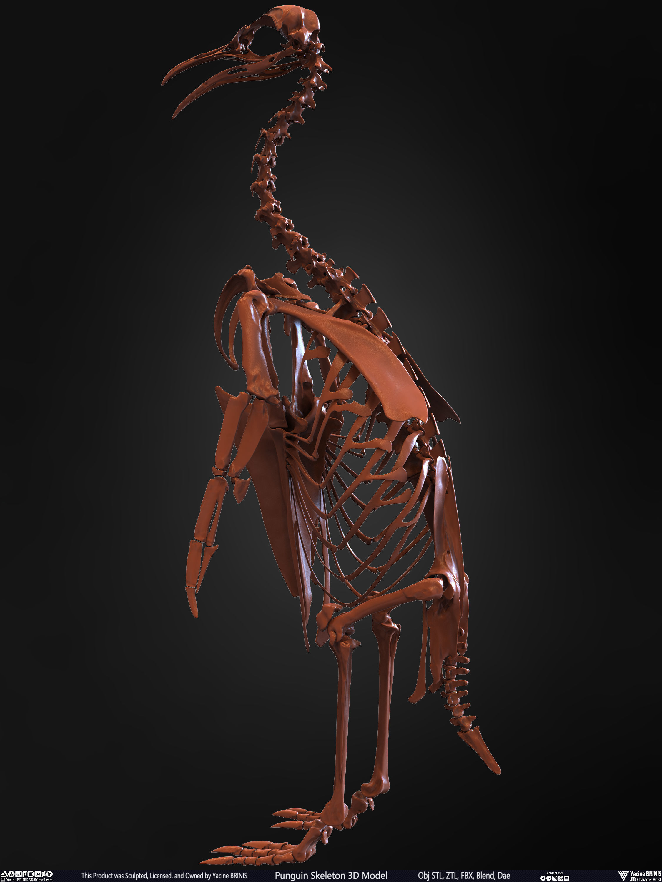 Penguin Skeleton 3D Model Low-poly 3D model_10