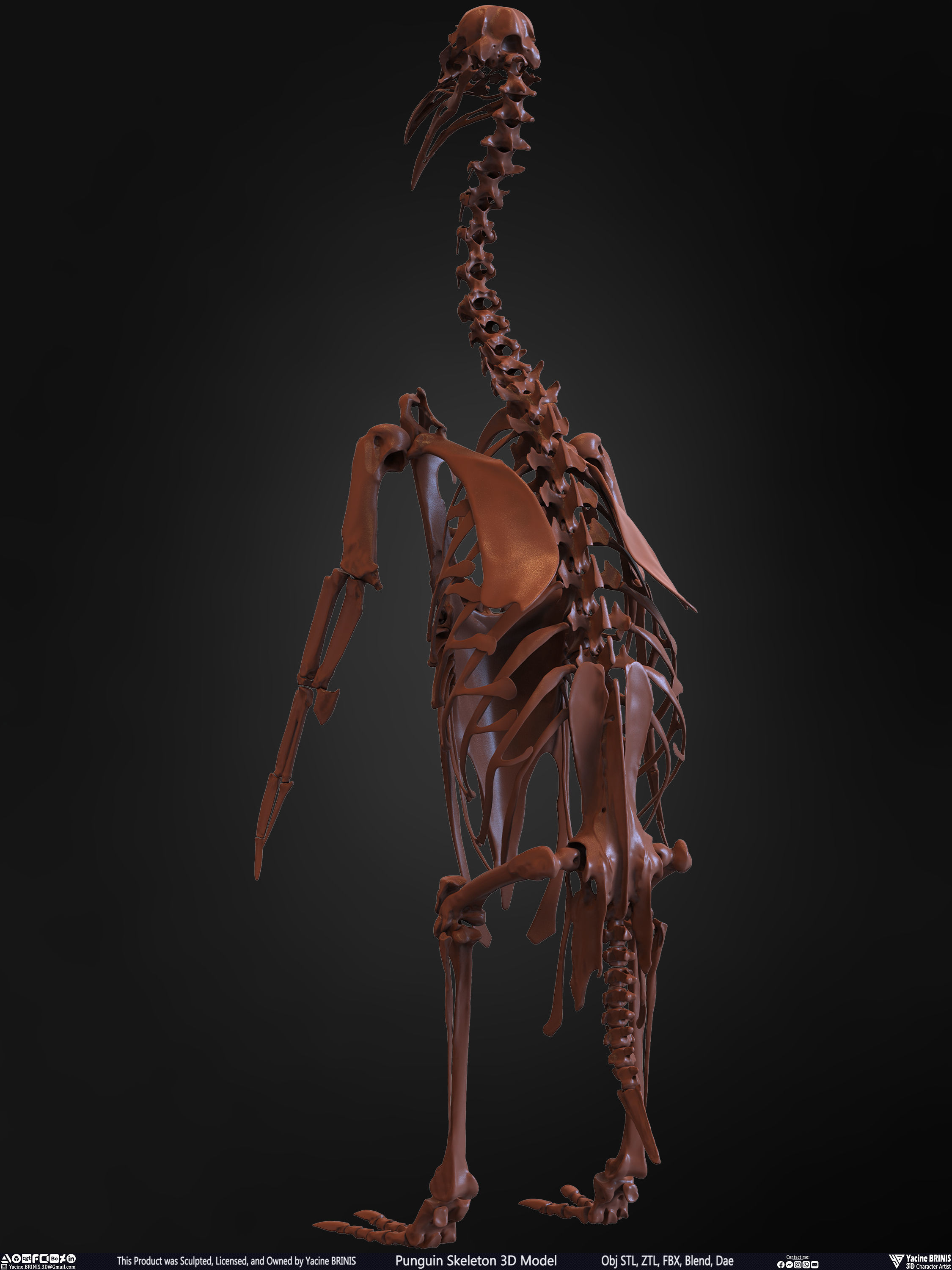 Penguin Skeleton 3D Model Low-poly 3D model_13