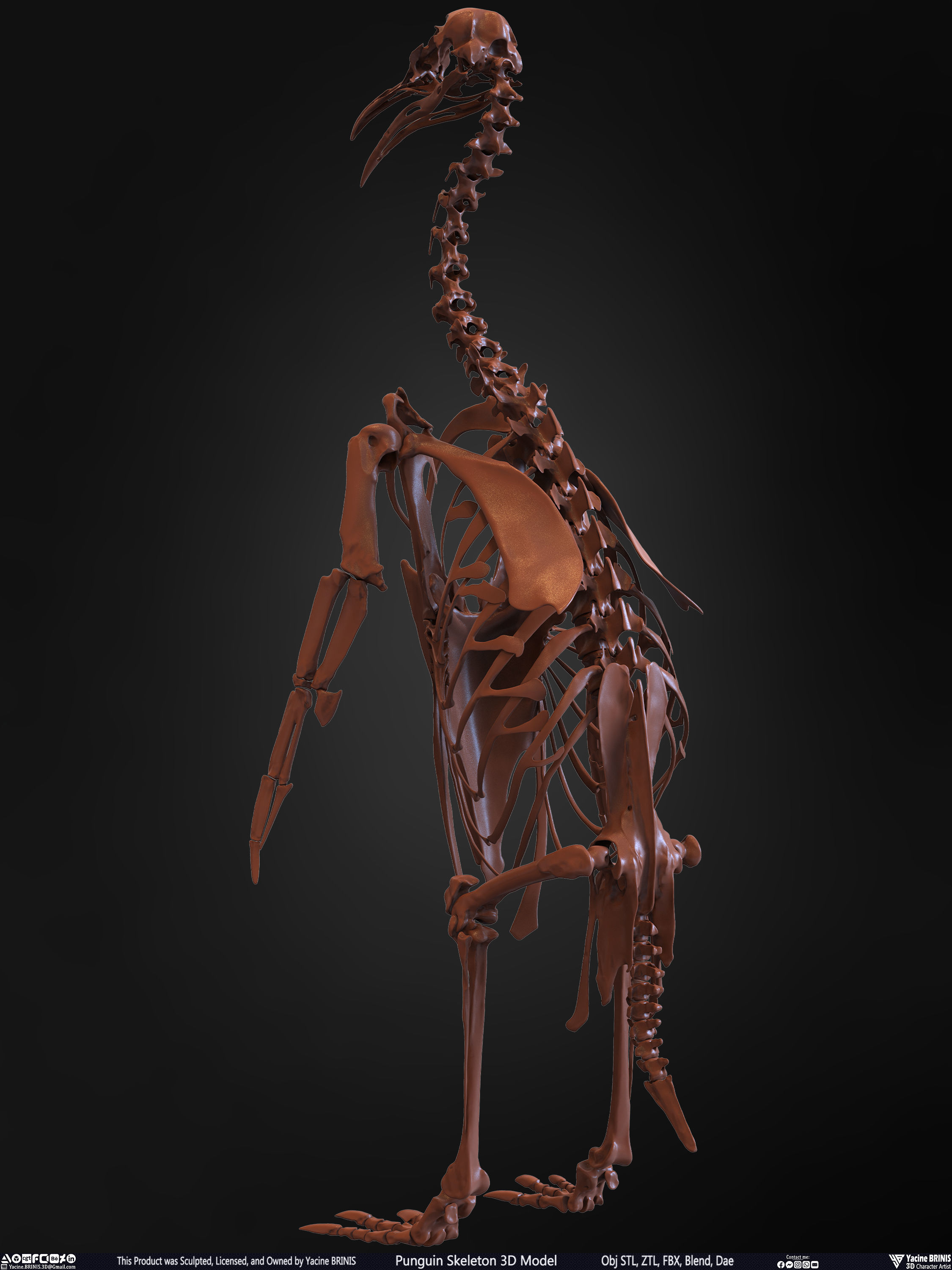 Penguin Skeleton 3D Model Low-poly 3D model_12