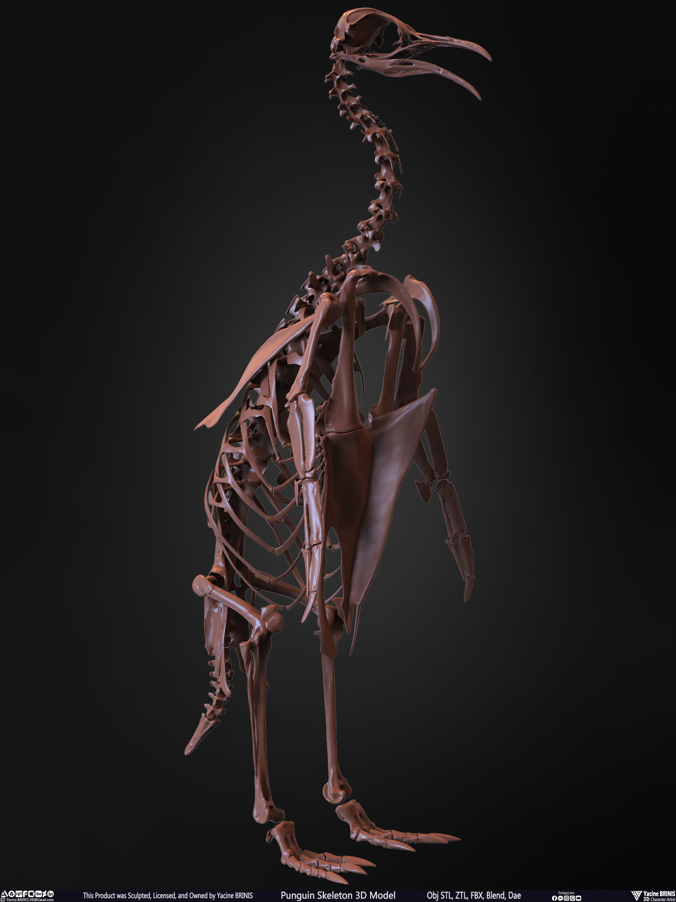 Penguin Skeleton 3D Model Low-poly 3D model_24