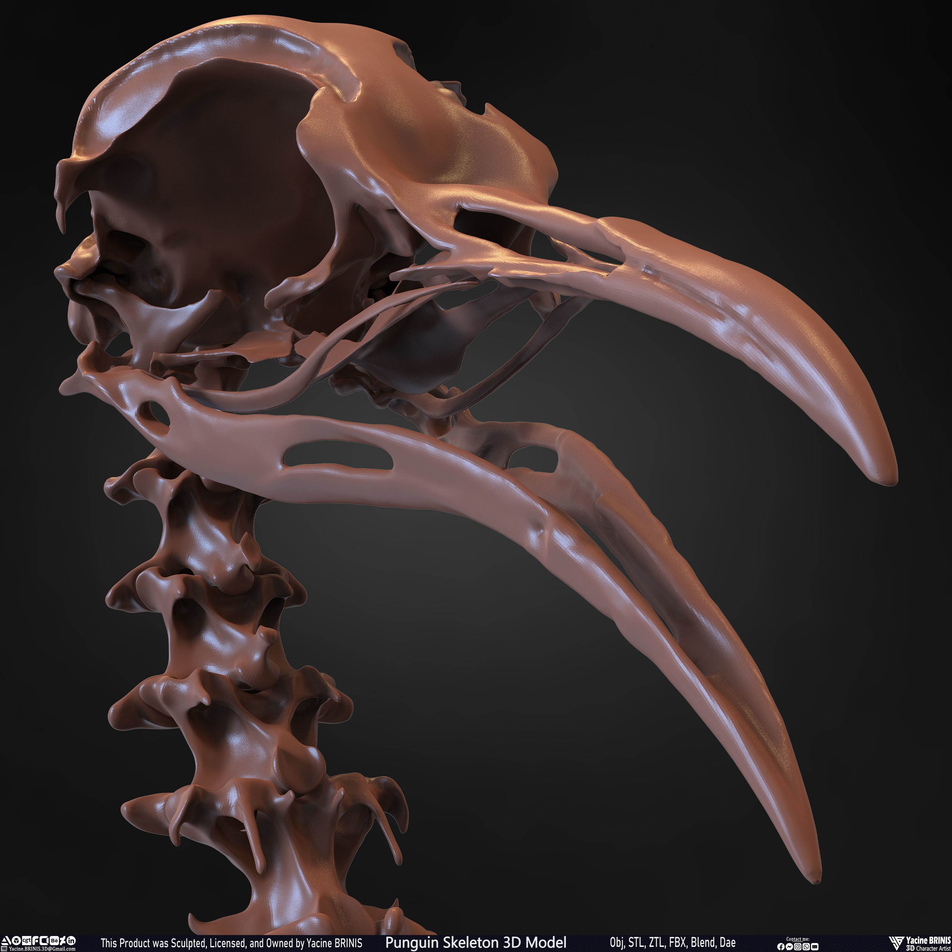 Penguin Skeleton 3D Model Low-poly 3D model_36