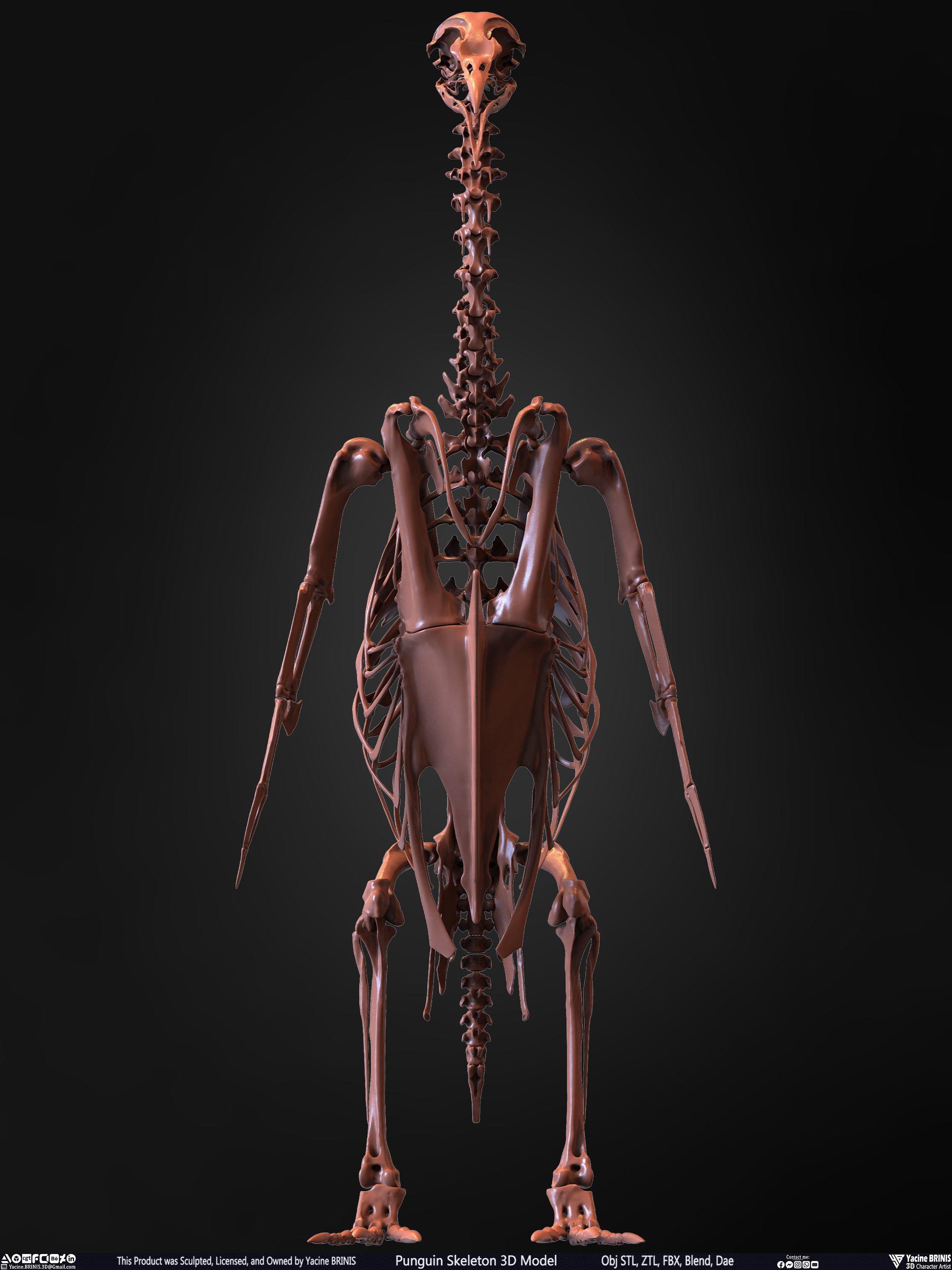 Penguin Skeleton 3D Model Low-poly 3D model_1