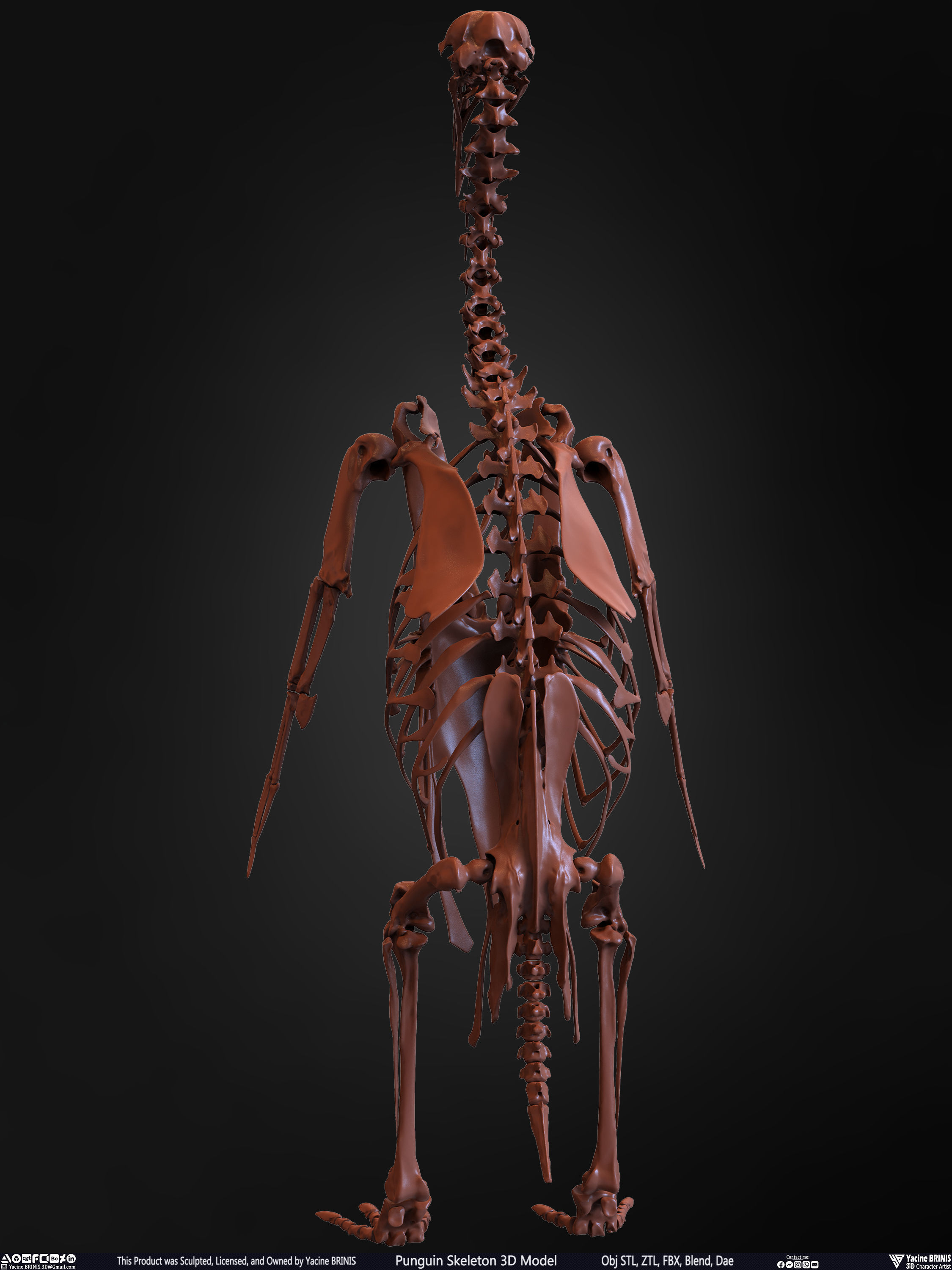 Penguin Skeleton 3D Model Low-poly 3D model_15