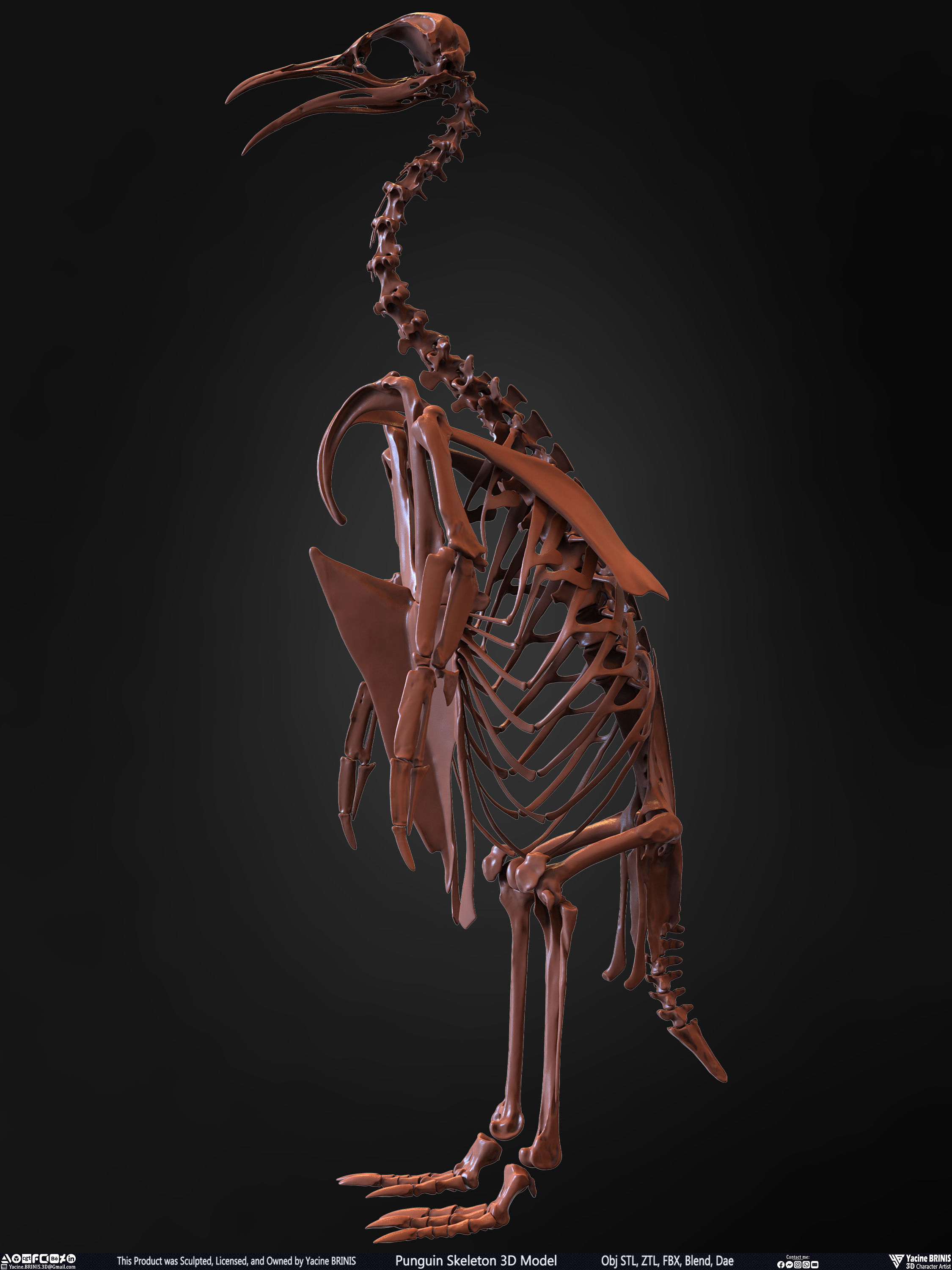 Penguin Skeleton 3D Model Low-poly 3D model_8