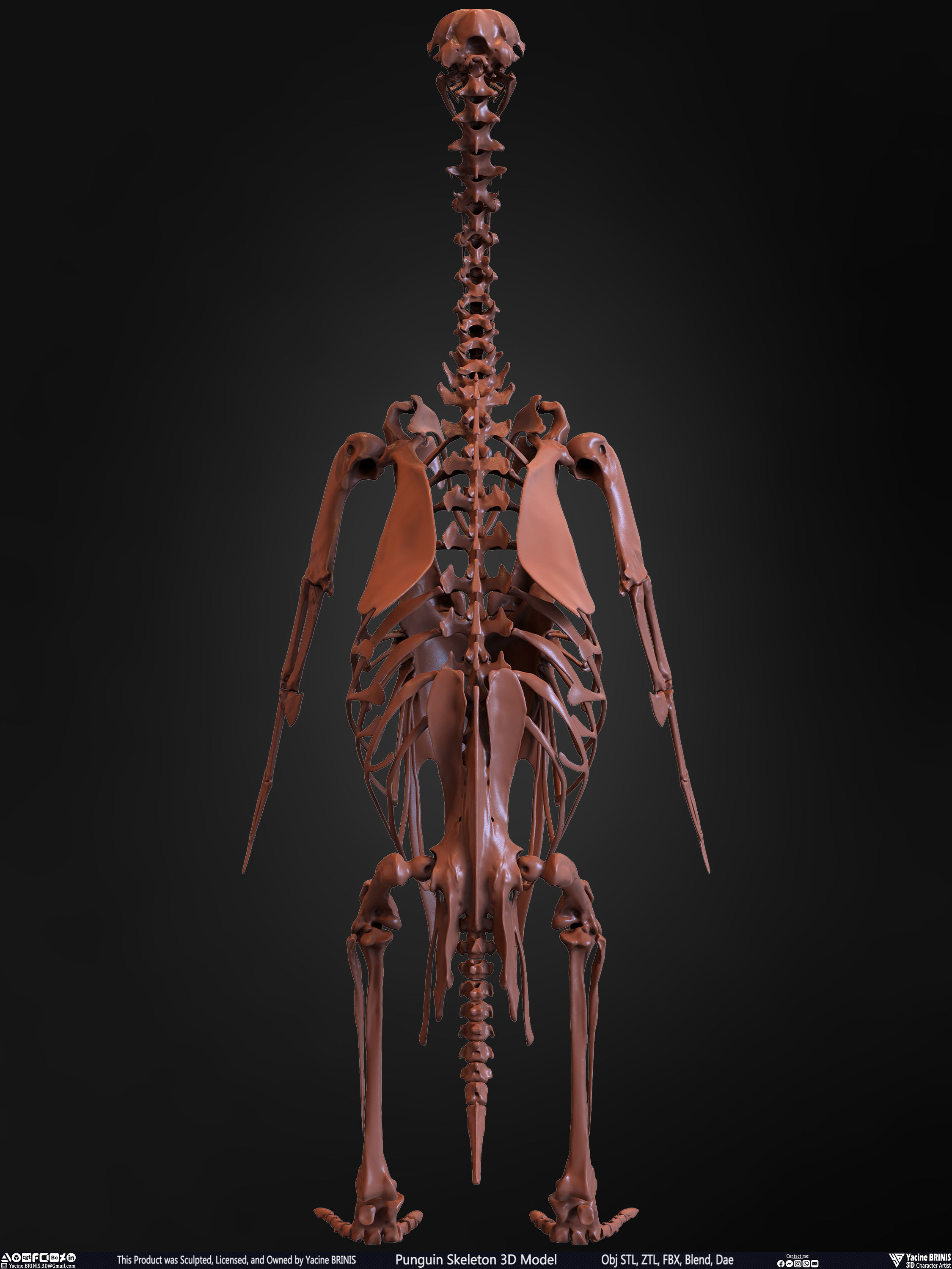 Penguin Skeleton 3D Model Low-poly 3D model_16